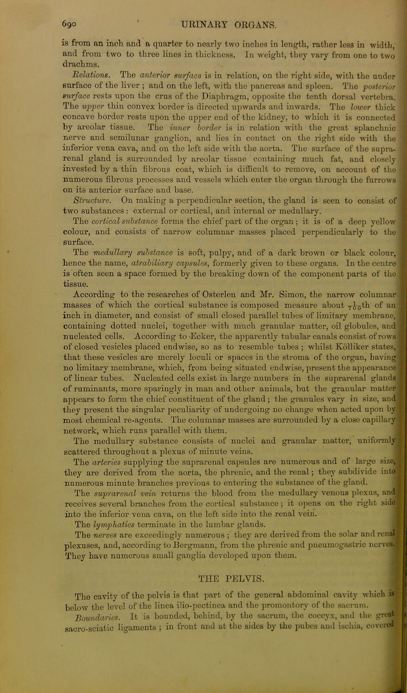 ib from an inch and a quarter to nearly two inches in length, rather less in width, and from two to three lines in thickness. In weight, they vary from one to two drachms. Relations. The anterior surface is in relation, on the right side, with the under surface of the liver ; and on the left, with the pancreas and spleen. The 'posterior surface rests upon the crus of the Diaphragm, opposite the tenth dorsal vertebra. The tipper thin convex border is directed upwards and inwards. The lower thick concave border rests upon the upper end of the kidney, to which it is connected by areolar tissue. The inner border is in relation with the great splanchnic nerve and semilunar ganglion, and lies in contact on the right side with the inferior vena cava, and on the left side with the aorta. The surface of the supra- renal gland is sui-rounded by areolar tissue containing much fat, and closely invested by a thin fibrous coat, which is difficult to remove, on account of the numerous fibrous processes and vessels which enter the organ through the furrows on its anterior surface and base. Structure. On making a perpendicular section, the gland is seen to consist of two substances : external or cortical, and internal or medullary. The cortical substance forms the chief part of the organ ; it is of a deep yellow colour, and consists of narrow columnar masses placed perpendicularly to the surface. The medullary/ substance is soft, pulpy, and of a dark brown or black colour, hence the name, atrabiliary capsules, formerly given to these organs. In the centre is often seen a space formed by the breaking down of the component parts of the tissue. According to the researches of Osterlen and Mr. Simon, the narrow columnar masses of which the cortical substance is composed measure about y^-g-th of an inch in diameter, and consist of small closed parallel tubes of limitary membrane,' containing dotted nuclei, together with much granular matter, oil globules, and nucleated cells. According to Ecker, the apparently tubular canals consist of rows of closed vesicles placed endwise, so as to resemble tubes ; whilst Kolliker states, that these vesicles are merely loculi or spaces in the stroma of the organ, having no limitary membrane, which, from being situated endwise, present the appearance of linear tubes. Nucleated cells exist in large numbers in the suprarenal glands of ruminants, more sparingly in man and other animals, but the granular matter' appears to form the chief constituent of the gland ; the granules vary in size, and they present the singular peculiarity of undergoing no change when acted upon by! most chemical re-agents. The columnar masses are surrounded by a close capillary network, which runs parallel with them. The medullary substance consists of nuclei and granular matter, uniformly’ scattered throughout a plexus of minute veins. The arteries supplying the suprarenal capsules are numerous and of large size, they are derived from the aorta, the phrenic, and the renal; they subdivide into numerous minute branches previous to entering the substance of the gland. The suprarenal vein returns the blood from the medullaiy venous plexus, andl receives several branches from the cortical substance ; it opens on the right side - into the inferior vena cava, on the left side into the renal vein. The lymphatics terminate in the lumbar glands. The nerves are exceedingly numerous ; they are derived from the solar and renal 1 plexuses, and, according to Bergmann, from the phrenic and pneumogastric nerves.| They have numerous small ganglia developed upon them. THE PELVIS. Tho cavity of the pelvis is that part of the general abdominal cavity which is below the level of the linea ilio-pectinea and the promontory of tho sacrum. Boundaries. It is bounded, behind, by the sacrum, the coccyx, and the great! sacro-sciatic ligaments ; in front and at the sides by the pubes and ischia, covered!