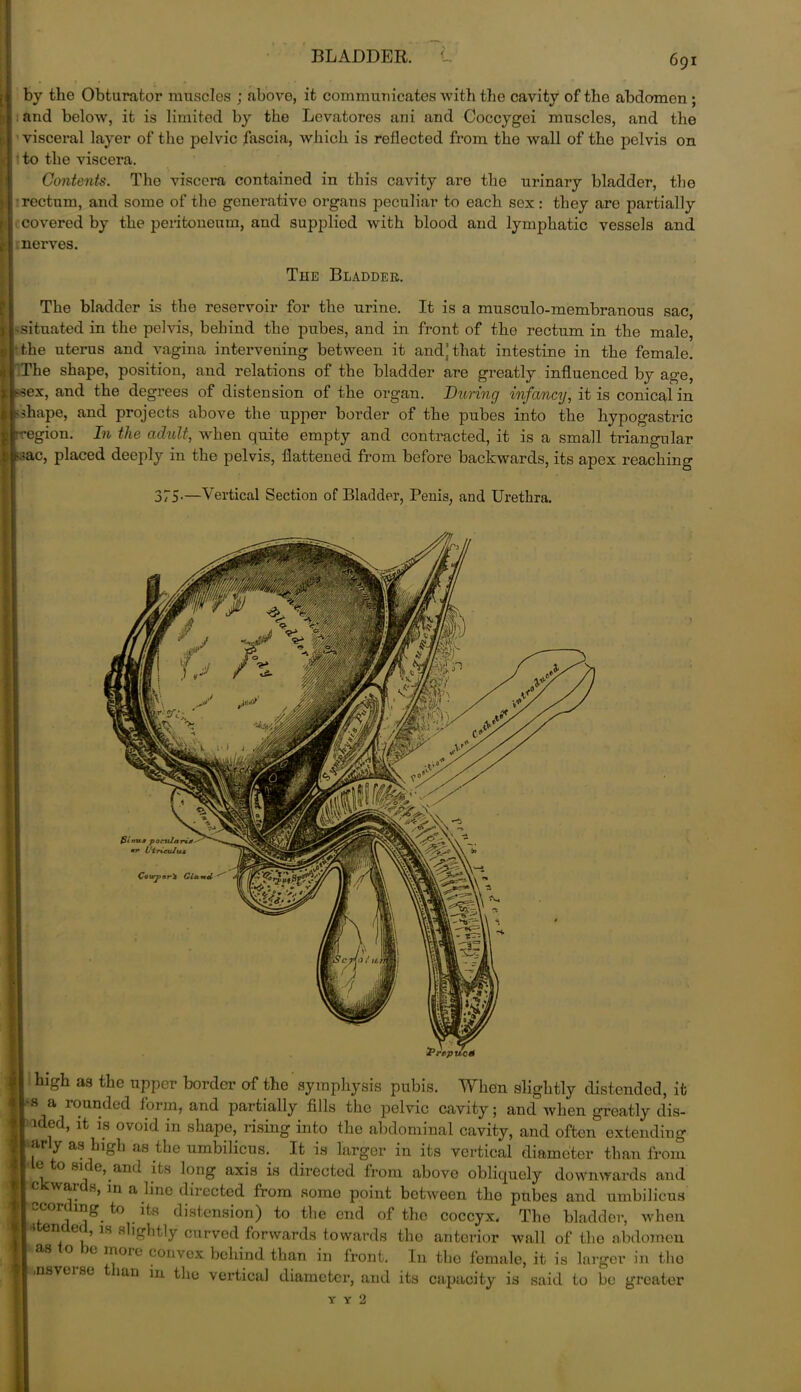 high as the upper border of the symphysis pubis. When slightly distended, it \8 a rounded form, and partially fills the pelvic cavity; and when greatly dis- laded, it is ovoid in shape, rising into the abdominal cavity, and often extending 8>ry as higli as the umbilicus. It is larger in its vertical diameter than from V 8!fe’.aild .itS long axis is directed from ahove obliquely downwards and c wai s, in a line directed from somo point between the pubes and umbilicus ccordmg to its distension) to the end of the coccyx. The bladder, when nc ec, is slightly curved forwards towards tho anterior wall of the abdomen as o e moie convex behind than in front. In tho female, it is larger in tho ,nsvu sc iun in the vertical diameter, and its capacity is said to be greater by the Obturator muscles ; above, it communicates with the cavity of the abdomen ; and below, it is limited by the Levatores ani and Coccygei muscles, and the visceral layer of the pelvic fascia, which is reflected from the wall of the pelvis on to the viscera. Contents. Tho viscera contained in this cavity are the urinary bladder, tho rectum, and some of the generative organs peculiar to each sex: they are partially covered by the peritoneum, and supplied with blood and lymphatic vessels and nerves. The Bladder. The bladder is the reservoir for the urine. It is a musculo-membranous sac, situated in the pelvis, behind the pubes, and in front of the rectum in the male, the uterus and vagina intervening between it andjthat intestine in the female. The shape, position, and relations of the bladder are greatly influenced by age, x ssex, and the degrees of distension of the organ. Curing infancy, it is conical in I sshape, and projects above the upper boi’der of the pubes into the hypogastric ■region. In the adult, when quite empty and contracted, it is a small triangular i <sac, placed deeply in the pelvis, flattened from before backwards, its apex reaching 375-—Vertical Section of Bladder, Penis, and Urethra.