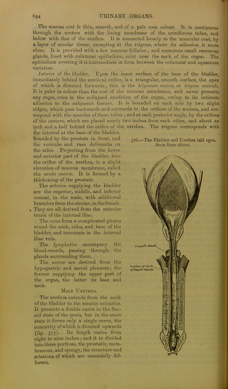 * The mucous coat is thin, smooth, and of a palo rose colour. Tt is continuous through the ureters with the lining membrane of the uriniferous tubes, and below with that of the urethra. It is connected loosely to the muscular coat, by a layer of areolar tissue, excepting at the trigone, where its adhesion is moro close. It is provided with a few mucous follicles ; and numerous small racemose glands, lined with columnar epithelium, exist near the neck of the organ. The epithelium covering it is intermediate in form between the columnar and squamous varieties. Interior of the bladder. Upon the inner surface of the base of the bladder, immediately behind the urethral orifice, is a triangular, smooth surface, the apex of which is directed forwards ; this is the trigonum vesicce, or trigone vesicate. It is paler in colour than the rest of the mucous membrane, and never presents any rugae, even in the collapsed condition of the organ, owing to its intimate adhesion to the subjacent tissues. It is bounded on each side by two slight ridges, which pass backwards and outwards to the orifices of the ureters, and cor- respond with the muscles of these tubes ; and at each posterior angle, by the orifices of the ureters, which are placed nearly two inches from each other, and about an inch and a half behind the orifice of the the interval at the base of the bladder, bounded by the prostate in front, and the vesiculae and vasa deferentia on the sides. Projecting from the lower and anterior part of the bladder, into the orifice of the urethra, is a slight elevation of mucous membrane, called the uvula vesicce. It is formed by a thickening of the prostate. The arteries supplying the bladder are the superior, middle, and inferior vesical, in the male, with additional branches from the uterine, in the female. They are all derived from the anterior trunk of the internal iliac. The veins form a complicated plexus round the neck, sides, and base of the bladder, and terminate in the internal iliac vein. The lymphatics accompany the blood-vessels, passing through the glands surrounding them. The nerves are derived from the hypogastric and sacral plexuses ; the former supplying the upper part of the organ, the latter its base and neck. Male Urethra. The urethra extends from the neck of the bladder to the meatus urinarius. It presents a double curve in the flac- cid state of the penis, but in the erect state it forms only a single curve, the concavity of which is directed upwards (fig. 375)- I^3 length varies from eight to nine inches; and it is divided into three portions, the prostatic, mem- branous, and spongy, the structure and relations of which aro essentially dif- ferent. urethra. The trigone corresponds with 376.—The Bladder and Urethra laid open. Seen from above.