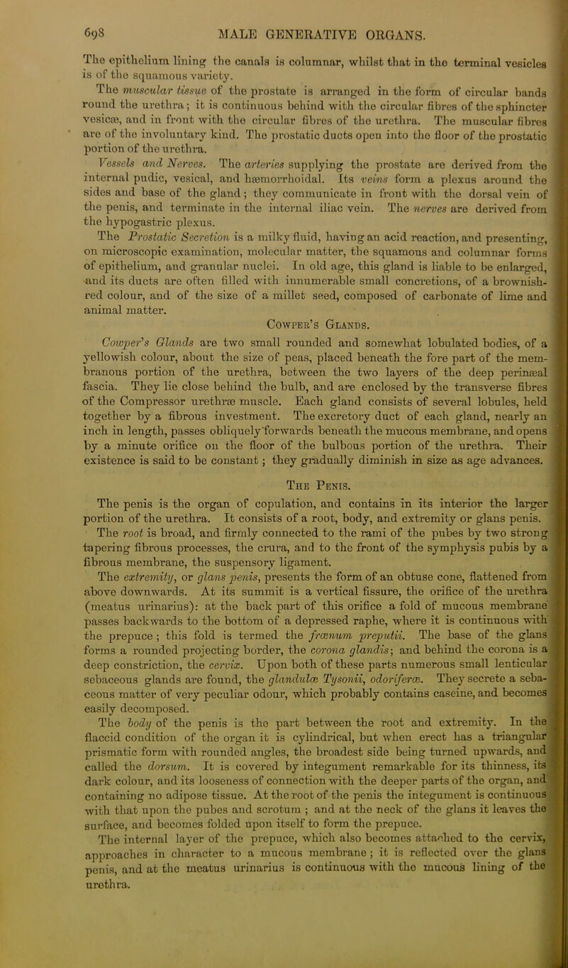 The epithelium lining the canals is columnar, whilst that in the terminal vesicles is of the squamous variety. The muscular tissue of the prostate is arranged in the form of circular bands round the urethra; it is continuous behind with the circular fibres of the sphincter vesicce, and in front with the circular fibres of the urethra. The muscular fibres are of the involuntary kind. The prostatic ducts open into the floor of the prostatic portion of the urethra. FosseZs and Nerves. The arteries supplying the prostate are derived from the internal pudic, vesical, and hmmorrhoidal. Its vems form a plexus around the sides and base of the gland; they communicate in front with the dorsal vein of the penis, and terminate in the internal iliac vein. The nerves are derived from the hypogastric plexus. The Prostatic Secretion is a milky fluid, having an acid reaction, and presenting, on microscopic examination, molecular matter, the squamous and columnar forms of epithelium, and granular nuclei. In old age, this gland is liable to be enlarged, and its ducts are often filled with innumerable small concretions, of a brownish- red colour, and of the size of a millet seed, composed of carbonate of lime and animal matter. Cowper’s Glands. Cowper's Glands are two small rounded and somewhat lobulated bodies, of a yellowish colour, about the size of peas, placed beneath the fore part of the mem- branous portion of the urethra, between the two layers of the deep perinseal j fascia. They lie close behind the bulb, and are enclosed by the transverse fibres | of the Compressor urethrae muscle. Each gland consists of several lobules, held together by a fibrous investment. The excretory duct of each gland, nearly an ' inch in length, passes obliquely'forwards beneath the mucous membrane, and opens by a minute orifice on the floor of the bulbous portion of the urethra. Their existence is said to be constant; they gradually diminish in size as age advances. The Penis. The penis is the organ of copulation, and contains in its interior the larger j portion of the urethra. It consists of a root, body, and extremity or glans penis. The root is broad, and firmly connected to the rami of the pubes by two strong tapering fibrous processes, the crura, and to the front of the symphysis pubis by a fibrous membrane, the suspensory ligament. The extremity, or glans penis, presents the form of an obtuse cone, flattened from above downwards. At its summit is a vertical fissure, the orifice of the urethra (meatus urinarius): at the back part of this orifice a fold of mucous membrane 1 passes backwards to the bottom of a depressed raphe, where it is continuous with j the prepuce ; this fold is termed the frcenum preputii. The base of the glans , forms a rounded projecting border, the corona glandis-, and behind the corona is a deep constriction, the cervix. Upon both of these parts numerous small lenticular ; sebaceous glands are found, the glandulce Tysonii, odoriferce. They secrete a seba- 1 ceous matter of very peculiar odour, which probably contains caseine, and becomes easily decomposed. The body of the penis is the part between the root and extremity. In the j flaccid condition of the organ it is cylindrical, but when erect has a triangular 1 prismatic form with rounded angles, the broadest side being turned upwards, and j called the dorsum. It is covered by integument remarkable for its thinness, its * dark colour, and its looseness of connection with the deeper parts of the organ, and containing no adipose tissue. At the root of the penis the integument is continuous with that upon the pubes and scrotum ; and at the neck of the glans it leaves the surface, and becomes folded upon itself to form the prepuce. The internal layer of the prepuce, which also becomes attached to the cervix, approaches in character to a mucous membrane ; it is reflected over the glans penis, and at the meatus urinarius is continuous with the mucous lining of the urethra.