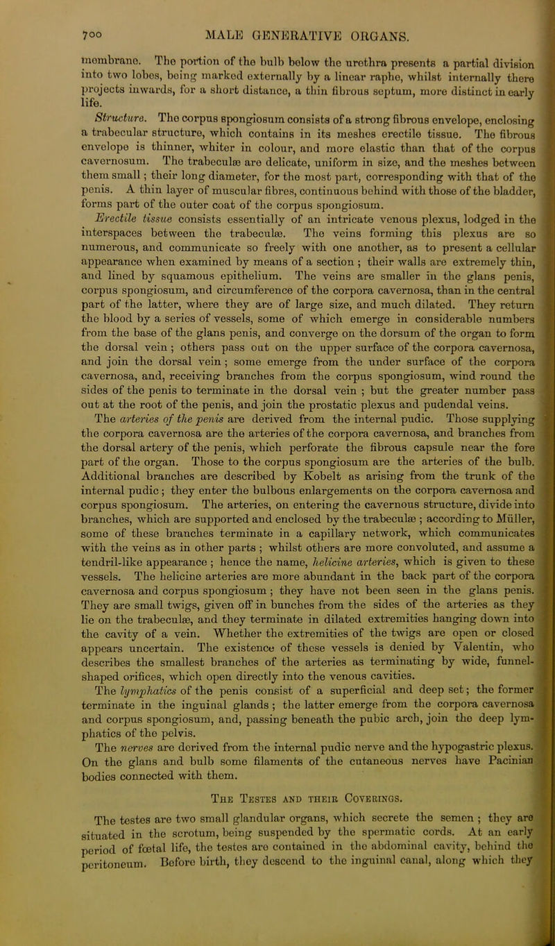 morabrane. The portion of tho bulb below the urethra presents a partial division into two lobes, being marked externally by a linear raphe, whilst internally there projects inwards, for a short distance, a thin fibrous septum, more distinct in early life. Structure. Tho corpus spongiosum consists of a strong fibrous envelope, enclosing a trabecular structure, which contains in its meshes erectile tissue. The fibrous envelope is thinner, whiter in colour, and more elastic than that of tho corpus cavernosum. The trabeculte are delicate, uniform in size, and the meshes between them small; their long diameter, for tho most part, corresponding with that of the penis. A thin layer of muscular fibres, continuous behind with those of the bladder, forms part of the outer coat of the corpus spongiosum. Erectile tissue consists essentially of an intricate venous plexus, lodged in the interspaces between the trabeculae. The veins forming this plexus are so , numerous, and communicate so freely with one another, as to present a cellular appearance when examined by means of a section ; their walls are extremely thin, and lined by squamous epithelium. The veins are smaller in the glans penis, corpus spongiosum, and circumference of the corpora cavernosa, than in the central part of the latter, where they are of large size, and much dilated. They return the blood by a series of vessels, some of which emerge in considerable numbers from the base of the glans penis, and converge on the dorsum of the organ to form the dorsal vein ; others pass out on the upper surface of the corpora cavernosa, and join the dorsal vein ; some emerge from the under surface of the corpora cavernosa, and, receiving branches from the corpus spongiosum, -wind round the sides of the penis to terminate in the dorsal vein ; but the greater number pass out at the root of the penis, and join the prostatic plexus and pudendal veins. The arteries of the penis are derived from the internal pudic. Those supplying the corpora cavernosa are the arteries of the corpora cavernosa, and branches from the dorsal artery of the penis, which perforate the fibrous capsule near the fore part of the organ. Those to the corpus spongiosum are the arteries of the bulb. Additional branches are described by Kobelt as arising from the trunk of the internal pudic; they enter the bulbous enlargements on the corpora cavernosa and corpus spongiosum. The arteries, on entering the cavernous structure, divide into branches, which are supported and enclosed by the trabeculae ; according to Muller, some of these branches terminate in a capillary network, which communicates with the veins as in other parts ; whilst others are more convoluted, and assume a tendril-like appearance ; hence the name, helicine arteries, which is given to these ; vessels. The helicine arteries are more abundant in the back part of the corpora cavernosa and corpus spongiosum; they have not been seen in the glans penis. \ They are small twigs, given off in bunches from the sides of the arteries as they lie on the trabecula?, and they terminate in dilated extremities hanging down into = the cavity of a vein. Whether the extremities of the twigs are open or closed appears uncertain. The existence of these vessels is denied by Valentin, who describes the smallest branches of the arteries as terminating by wide, funnel- shaped orifices, which open directly into the venous cavities. The lymphatics of the penis consist of a superficial and deep set; the former terminate in the inguinal glands ; the latter emerge from the corpora cavernosa and corpus spongiosum, and, passing beneath the pubic arch, join tho deep lym- j phatics of tho pelvis. The nerves arc derived from the internal pudic nerve and the hypogastric plexus. \ On the glans and bulb some filaments of the cutaneous nerves have Pacinian ; bodies connected with them. The Testes and theie Coverings. The testes are two small glandular organs, which secrete the semen ; they are situated in the scrotum, being suspended by tho spermatic cords. At an early period of foetal life, the testes are contained in tho abdominal cavity, behind tho peritoneum. Before birth, they descend to the inguinal canal, along which they