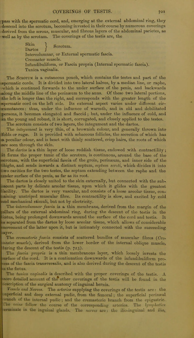 ipass with the spermatic cord, and, emerging at the external abdominal ring, they descend into the scrotum, becoming invested in their course by numerous coverings derived from tho serous, muscular, and fibrous layers of the abdominal parietes, as well as by the scrotum. The coverings of the testis are, the } Scrotum. Skin Dartos Intercolumnar, or External spermatic fascia. Cremaster muscle. Infundibuliform, or Fascia propria (Intornal spermatic fascia). Tunica vaginalis. The Scrotum is a cutaneous pouch, which contains the testes and part of the • spermatic cords. It is divided into two lateral halves, by a median line, or raphe, which is continued forwards to the under surface of the penis, and backwards .along the middle line of the perinasum to the anus. Of these two lateral portions, ■ the left is longer than the right, and corresponds with the greater length of the -spermatic cord on the left side. Its external aspect varies under different cir- cumstances: thus, under the influence of warmth, and in old and debilitated ;persons, it becomes elongated and flaccid ; but, under the influence of cold, and iin the young and robust, it. is short, corrugated, and closely applied to the testes. The scrotum consists of two layers, the integument and the dartos. The integument is very thin, of a brownish colour, and generally thrown into •.folds or rugae. It is provided with sebaceous follicles, the secretion of which has a peculiar odour, and is beset with thinly scattered, crisp hairs, the roots of which ;are seen through the skin. The dartos is a thin layer of loose reddish tissue, endowed with contractility ; it forms the proper tunic of the scrotum, is continuous, around the base of the scrotum, with the superficial fascia of the groin, perinoeum, and inner side of the tthighs, and sends inwards a distinct septum, septum scroti, which divides it into t :wo cavities for the two testes, the septum extending between the raphe and the nnder surface of the penis, as far as its root. The dartos is closely united to the skin externally, but connected with the sub- j acent parts by delicate areolar tissue, upon which it glides with the greatest f ’acility. The dartos is very vascular, and consists of a loose areolar tissue, con- t ainiug unstriped muscular fibre. Its contractility is slow, and excited by cold iind mechanical stimuli, but not by electricity. The intercolumnar fascia is a thin membrane, derived from the margin of the pillars of the external abdominal ring, during the descent of the testis in the foetus, being prolonged downwards around the surface of the cord and testis. It i s sepai-ated from the dartos by loose areolar tissue, which allows of considerable 1 novement of the latter upon it, but is intimately connected with the succeeding ayer. The cremasteric fascia consists of scattered bundles of muscular fibres (Cre- master muscle), derived from the lower border of the internal oblique muscle, luring the descent of the testis (p. 723). The fascia propria is a thin membranous layer, which loosely invests the urfaoe of the cord. It is a continuation downwards of the infundibuliform pro- 'es3 of the fascia transversalis, and is also derived during the descent of the testis a the foetus. The tunica- vaginalis is described with the proper coverings of the testis. A ■ aore detailed account of the other coverings of tho testis will be found in the ioscription of the surgical anatomy of inguinal hernia. Vessels and Nerves. The arteries supplying the coverings of the testis arc : tho .nperficial and deep external pudic, from the femoral; tho superficial perinceal branch of the internal pudic ; and the cremasteric branch from the epigastric, .lie veins follow the course of the corresponding arteries. The b/mphatics erminate in the inguiuai glands. The nerves are: the ilio-inguinal and ilio,