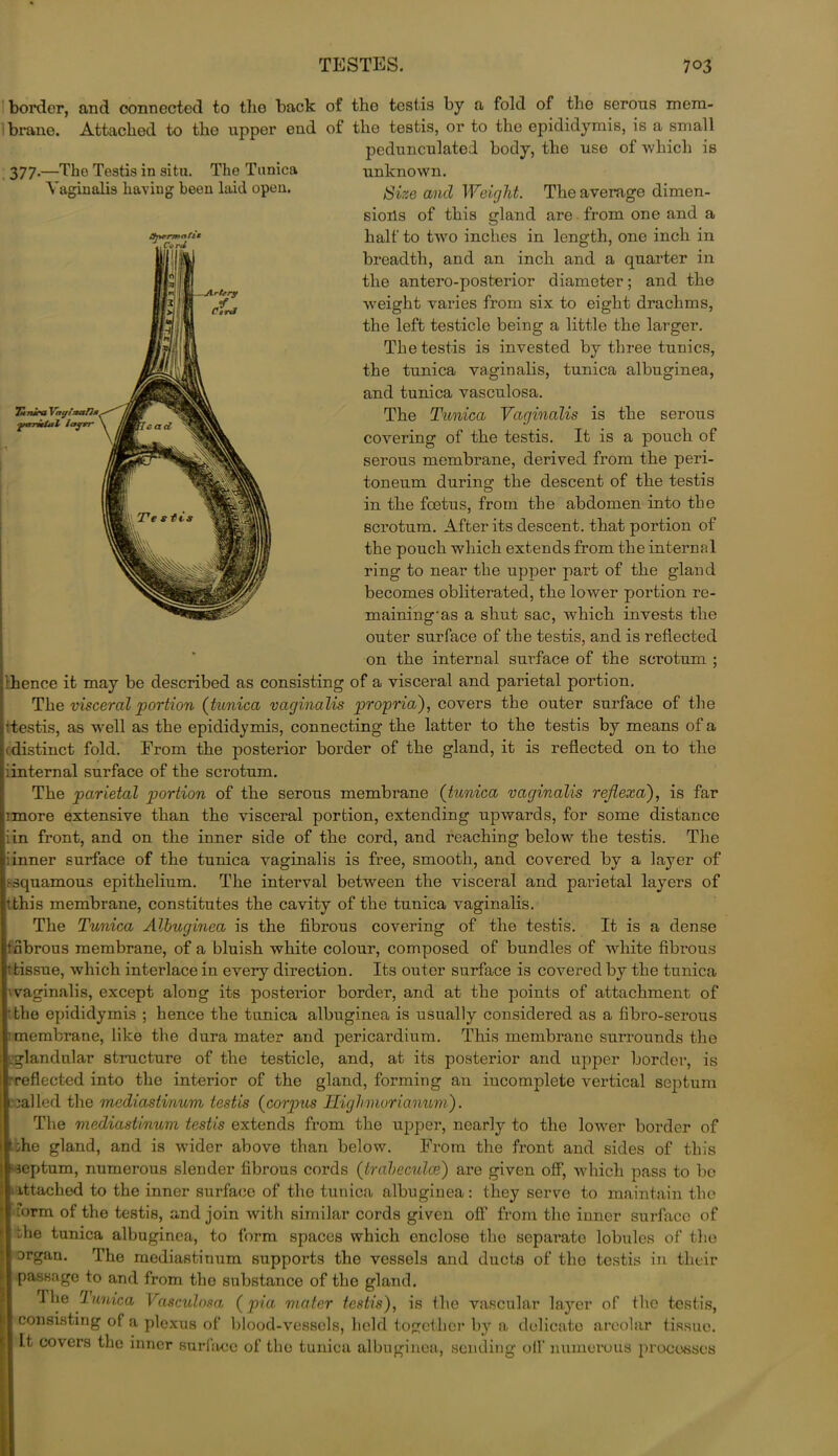 border, and connected to the back of the testis by a fold of the serous mem- brane. Attached to the upper end of the testis, or to the epididymis, is a small pedunculated body, the use of which is 377.—Tho Testis in situ. The Tunica Vaginalis having been laid open. 2frtrrn>nfit , Cord Jlrtrry of Cord Tundra Vagtaal}*^^ 'ptrrtebtl iatprr \ j unknown. Size and Weight. The average dimen- sions of this gland are from one and a half to two inches in length, one inch in breadth, and an inch and a quarter in the antero-posterior diameter; and the weight varies from six to eight drachms, the left testicle being a little the larger. The testis is invested by three tunics, the tunica vaginalis, tunica albuginea, and tunica vasculosa. The Tunica Vaginalis is the serous covering of the testis. It is a pouch of serous membrane, derived from the peri- toneum during the descent of the testis in the foetus, from the abdomen into the scrotum. After its descent, that portion of the pouch which extends from the internal ring to near tbe upper part of the gland becomes obliterated, the lower portion re- maining* as a shut sac, which invests the outer surface of the testis, and is reflected on the internal surface of the scrotum ; hence it may be described as consisting of a visceral and parietal portion. The visceral portion (tunica vaginalis propria'), covers the outer surface of the testis, as well as the epididymis, connecting the latter to the testis by means of a (distinct fold. From the posterior border of the gland, it is reflected on to the :internal surface of the scrotum. The parietal portion of the serous membrane (tunica vaginalis rejlexd), is far imore extensive than the visceral portion, extending upwards, for some distance in front, and on the inner side of the cord, and reaching below the testis. The iinner surface of the tunica vaginalis is free, smooth, and covered by a layer of ^squamous epithelium. The interval between the visceral and parietal layers of it this membrane, constitutes the cavity of the tunica vaginalis. The Tunica Albuginea is the fibrous covering of the testis. It is a dense nbrous membrane, of a bluish white colour, composed of bundles of white fibrous ttissue, which interlace in every direction. Its outer surface is covered by the tunica vaginalis, except along its posterior border, and at the points of attachment of the epididymis ; hence the tunica albuginea is usually considered as a fibro-serous membrane, like the dura mater and pericardium. This membrane surrounds the .-glandular structure of the testicle, and, at its posterior and upper border, is ■■reflected into the interior of the gland, forming an incomplete vertical septum called the mediastinum testis (corpus Highmorianum). The mediastinum testis extends from the upper, nearly to the lower border of :he gland, and is wider above than below. From the front and sides of this septum, numerous slender fibrous cords (trabeculae) are given off, which pass to bo ittached to the inner surface of the tunica albuginea: they serve to maintain the [orm of the testis, and join with similar cords given off from tho inner surface of the tunica albuginea, to form spaces which enclose the separate lobules of the organ. The mediastinum supports the vessels and ducts of tho testis in their passage to and from the substance of the gland. The Tunica Vasculosa (pia mater testis), is the vascular layer of the testis, consisting of a plexus of blood-vessels, held together by a delicate areolar tissue. It covers the inner surface of the tunica albuginea, sending ofl’ numerous processes