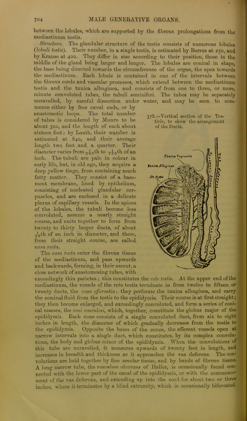 between tlio lobules, which are supported by the fibrous prolongations from the mediastinum testis. Structure. The glandular structure of the testis consists of numerous lobules (lobuli testis). Their number, in a single testis, is estimated by Berres at 250, and by Krause at 400. They differ in size according to their position, those in the middle of the gland being larger and longer. The lobules are conical in shape, the base being directed towards the circumference of the organ, the apex towards the mediastinum. Each lobule is contained in one of the intervals between the fibrous cords and vasoular processes, which extend between the mediastinum testis and the tunica albuginea, and consists of from one to three, or more, minute convoluted tubes, the tubuli seminiferi. The tubes may be separately unravelled, by careful dissection under water, and may be seen to com- mence either by free csecal onds, or by anastomotic loops. The total number of tubes is considered by Munro to be about 300, and the length of each about sixteen feet: by Lauth, their number is estimated at 840, and their average length two feet and a quarter. Their diameter varies from -^^-th to Tb(jth of an inch. The tubuli are pale in colour in early life, but, in old age, they acquire a deep yellow tinge, from containing much fatty matter. They consist of a base- ment membrane, lined by epithelium, consisting of nucleated glandular cor- puscles, and are enclosed in a delicate plexus of capillary vessels. In the apices of the lobules, the tubuli become less convoluted, assume a nearly straight course, and unite together to form from twenty to thirty larger ducts, of about gJg-th of an inch in diameter, and these, from their straight course, are called vasa recta. The vasa recta enter the fibrous tissue of the mediastinum, and pass upwards and backwards, forming, in their ascent, a close network of anastomosing tubes, with exceedingly thin parietes ; this constitutes the rete testis. At the upper end of the mediastinum, the vessels of the rete testis terminate in from twelve to fifteen or twenty ducts, the vasa ejferentia: they perforate the tunica albuginea, and carry the seminal fluid from the testis to the epididymis. Their course is at first straight; they then become enlarged, and exceedingly convoluted, and form a series of coni- cal masses, the coni vasculosis which, together, constitute the globus major of the epididymis. Each cone consists of a single convoluted duct, from six to eight inches in length, the diameter of which gradually decreases from the testis to the epididymis. Opposite the bases of the cones, the efferent vessels open at narrow intervals into a single duct, which constitutes, by its complex convolu- tions, the body and globus minor of the epididymis. When the convolutions of this tube are unravelled, it measures upwards of twenty feet in length, and increases in breadth and thickness as it approaches the vas deferens. The con- volutions are held together by fine areolar tissue, and by bands of fibrous tissue* A long nari’ow tube, the vasculnm a.berrans of Haller, is occasionally found con- nected with the lower part of the canal of the epididymis, or with the commence- . ment of the vas deferens, and extending up into the cord for about two or three inches, where it terminates by a blind extremity, which is occasionally bifurcated. 378.—Vertical section of the Tes- ticle, to show the arrangement of the Ducts.