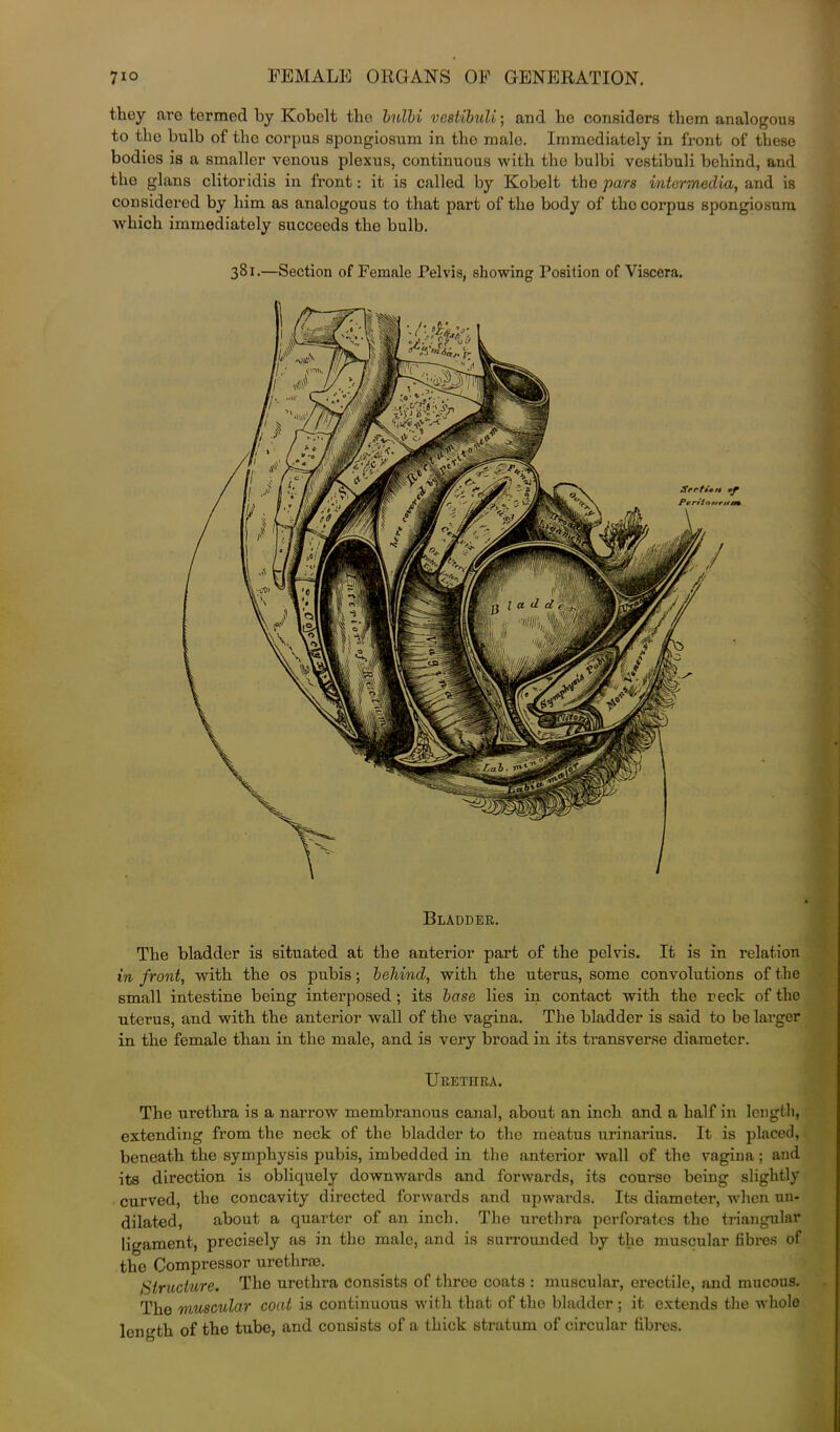 they aro termed by Kobelt the bnlbi vcstibuli; and he considers them analogous to the bulb of the corpus spongiosum in the male. Immediately in front of these bodies is a smaller venous plexus, continuous with the bulbi vestibuli behind, and the glans clitoridis in front: it is called by Kobelt the pars intermedia, and is considered by him as analogous to that part of the body of the corpus spongiosum which immediately succeeds the bulb. 381.—Section of Female Felvis, showing Position of Viscera. Bladder. The bladder is situated at the anterior part of the pelvis. It is in relation in front, with the os pubis; behind, with the uterus, some convolutions of the small intestine being interposed ; its base lies in contact with the reck of the uterus, and with the anterior wall of the vagina. The bladder is said to be larger in the female than in the male, and is very broad in its transverse diameter. Urethra. The urethra is a narrow membranous canal, about an inch and a half in length, extending from the neck of the bladder to the meatus urinarius. It is placed, beneath the symphysis pubis, imbedded in the anterior wall of the vagina; and its direction is obliquely downwards and forwards, its course being slightly curved, the concavity directed forwards and upwards. Its diameter, when un- dilated, about a quarter of an inch. The urethra perforates the triangular ligament, precisely as in the male, and is surrounded by the muscular fibres of the Compressor urethrae. Structure. The urethra consists of three coats : muscular, erectile, and mucous. The muscular coat is continuous with that of the bladder; it extends the whole length, of the tube, and consists of a thick stratum of circular fibres.