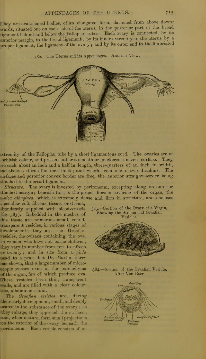 They are oval-shaped bodies, of an elongated form, flattened from above down- wards, situated one on each side of the uterus, in the posterior part of the broad igament behind and below the Fallopian tubes. Each ovary is connected, by its anterior margin, to the broad ligament; by its inner extremity to the uterus by a oroper ligament, the ligament of the ovary ; and by its outer end to the fimbriated 382.—The Uterus and its Appendages. Anterior View. xtremity of the Fallopian tube by a short ligamentous cord. The ovaries are of whitish colour, and present either a smooth or puckered uneven surface. They re each about an inch and a half in length, three-quarters of an inch in width, nd about a third of an inch thick ; and weigh from one to two drachms. The urfaces and posterior convex border are free, the anterior straight border being •..ttached to the broad ligament. Structure. The ovary is invested by peritoneum, excepting along its anterior ttached margin; beneath this, is the proper fibrous covering of the organ, the vxnica albuginea, which is extremely dense and firm in structure, and encloses .. peculiar soft fibrous tissue, or stroma, . bundantly supplied with blood-vessels fig. 383). Imbedded in the meshes of his tissue are numerous small, round, ransparent vesicles, in various’ stages of levelopment; they are the Graafian vesicles, the ovisacs containing the ova. n women who have not borne children, hey vary in number from ten to fifteen or twenty; and in size from a pin’s lead to a pea; but Dr. Martin Barry ,ias shown, that a large number of micro- scopic ovisacs exist in the parenchyma if the organ, few of which produce ova iThese vesicles have thin, transparent '.vails, and are filled with a clear colour- less, albuminous fluid. The Graafian vesicles are, during their early development, small, and deeply > seated in the substance of the ovary ; as an the exterior of the ovary beneath flic : peritoneum. Each vesicle consists of an they enlarge, they approach the surface ; and, when mature, form small projections 383.—Section of the Ovary of a Virgin, Showing the Stroma and Graafian Vesicles. .384.—Section of the Graafian Vesicle. After Von Baer.