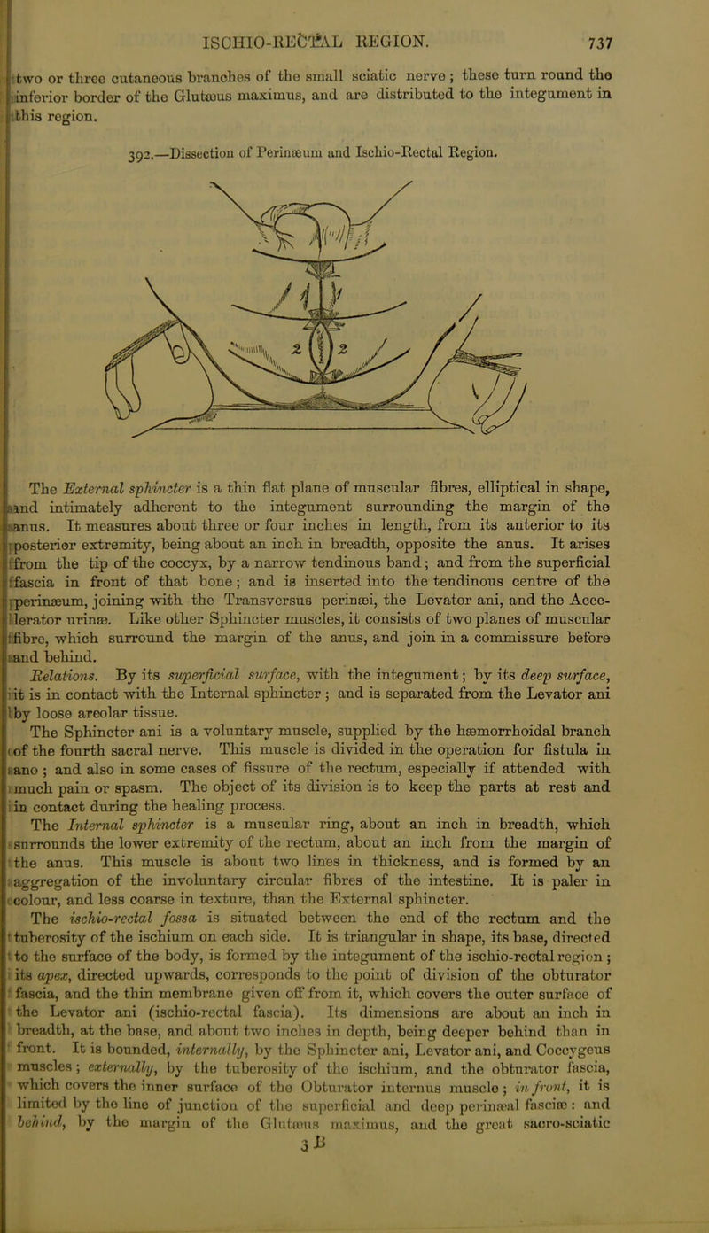 two or three cutaneous branches of the small sciatic norvo ; these turn round tho inferior border of tho Glutmus maximus, and are distributed to the integument in this region. ; 392.—Dissection of Perineeum and Iscliio-Rcctul Region. The External sphincter is a thin flat plane of muscular fibres, elliptical in shape, aind intimately adherent to tho integument surrounding the margin of the .anus. It measures about three or four inches in length, from its anterior to its ; posterior extremity, being about an inch, in breadth, opposite the anus. It arises from the tip of the coccyx, by a narrow tendinous band; and from the superficial ’.fascia in front of that bone ; and is inserted into the tendinous centre of the iperinoeum, joining witb the Transversus perinasi, the Levator ani, and the Acce- lerator urinae. Like other Sphincter muscles, it consists of two planes of muscular :fibre, which surround the margin of the amis, and join in a commissure before land behind. Belations. By its superficial surface, with the integument; by its deep surface, i it is in contact with the Internal sj)kincter ; and is separated from the Levator ani 1 by loose areolar tissue. The Sphincter ani is a voluntary muscle, supplied by the hsemorrhoidal branch 1 of the fourth sacral nerve. This muscle is divided in the operation for fistula in 1 ano ; and also in some cases of fissure of the rectum, especially if attended with much pain or spasm. The object of its division is to keep the parts at rest and in contact during the healing process. The Internal sphincter is a muscular ring, about an inch in breadth, which surrounds the lower extremity of the rectum, about an inch from the margin of the anus. This muscle is about two lines in thickness, and is formed by an aggregation of the involuntary circular fibres of the intestine. It is paler in i colour, and less coarse in texture, than the External sphincter. The ischio-rectal fossa is situated between the end of the rectum and the tuberosity of the ischium on each side. It is triangular in shape, its base, directed ' to the surface of the body, is formed by the integument of the ischio-rectal region ; ; its apex, directed upwards, corresponds to the point of division of the obturator 1 fascia, and the thin membrane given off from it, which covers the outer surface of ■ the Levator ani (ischio-rectal fascia). Its dimensions are about an inch in breadth, at the base, and about two inches in depth, being deeper behind than in front. It is bounded, internally, by the Sphincter ani, Levator ani, and Coccygcus muscles; externalhj, by the tuberosity of tho ischium, and the obturator fascia, which covers the inner surface of tho Obturator interims muscle; in front, it is limited by the line of junction of tho superficial and deep perinseal fasciae: and behind, by the margin of tho Gluttons maximus, and the great sacro-sciatic 3 &