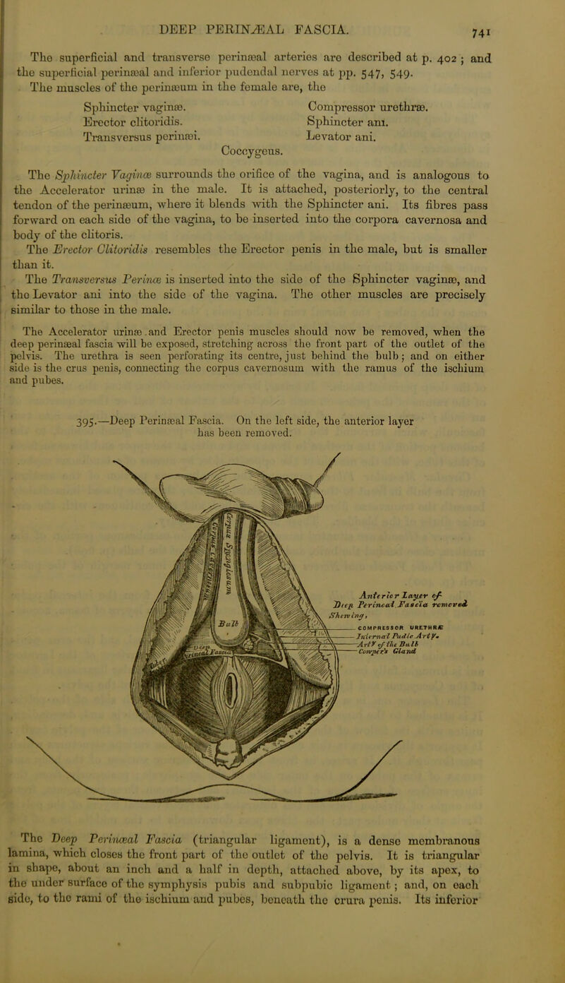 DEEP PERINEAL FASCIA. Tho superficial and transverse perinseal arteries aro described at p. 402 ; and the superficial perinceal and inferior pudendal nerves at pp. 547, 549. The muscles of the perineeum in the female are, the Sphincter vaginae. Compressor urethrae. Erector clitoridis. Sphincter am. Transversus perinaai. Levator ani. Coccygeus. The Sphincter Vagince surrounds the orifice of the vagina, and is analogous to the Accelerator urinaa in the male. It is attached, posteriorly, to the central tendon of the perineeum, where it blends with the Sphincter ani. Its fibi’es pass forward on each side of the vagina, to be inserted into the corpora cavernosa and body of the clitoris. The Erector Clitoridis resembles the Erector penis in the male, but is smaller than it. The Transversus Perince is inserted into the side of the Sphincter vagince, and the Levator ani into the side of the vagina. The other muscles are precisely similar to those in tho male. The Accelerator urinec. and Erector penis muscles should now be removed, when the deep perinaeal fascia will be exposed, stretching across tho front part of the outlet of the pelvis. The urethra is seen perforating its centre, just behind the bulb; and on either side is the crus penis, connecting the corpus cavernosum with the ramus of the ischium and pubes. 395.—Deep Perinceal Fascia. On the left side, the anterior layer has been removed. COMPRESSOR URETHRA JnifVTia'l PudLo jirty* cftlu Sit lb CoivpcrCs Gland Anterior 1 dyer of- Ter incai.Fascia rcmcveeL Shelving, The Deep Perinceal Fascia (triangular ligament), is a dense membranous lamina, which closes the front part of tho outlet of the pelvis. It is triangular in shape, about an inch and a half in depth, attached above, by its apex, to the under surface of the symphysis pubis and subpubic ligament; and, on oach side, to the rami of the ischium and pubes, beneath the crura penis. Its inferior