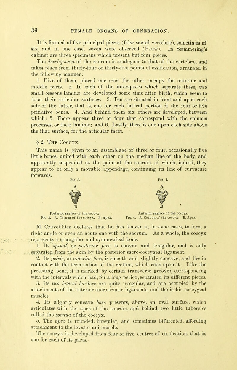 It is formed of five principal pieces (false sacral vertebrae), sometimes of six, and in one case, seven were observed (Pauw). In Scemmering'a cabinet are three specimens which present but four pieces. The development of the sacrum is analogous to that of the vertebrae, and takes place from thirty-four or thirty-five points of ossification, arranged in the following manner: 1. Five of them, placed one over the other, occupy the anterior and middle parts. 2. In each of the interspaces which separate these, two small osseous laminae are developed some time after birth, which seem to form their articular surfaces. 3. Ten are situated in front and upon each side of the latter, that is, one for each lateral portion of the four or five primitive bones. 4. And behind them six others are developed, between which: 5. There appear three or four that correspond with the spinous processes, or their laminae; and 6. Lastly, there is one upon each side above the iliac surface, for the articular facet. § 2. The Coccyx. This name is given to an assemblage of three or four, occasionally five little bones, united with each other on the median line of the body, and apparently suspended at the point of the sacrum, of which, indeed, they appear to be only a movable appendage, continuing its line of curvature forwards. Fig. 3. Fis. 4. A. A Posterior surface of the coccyx. Anterior sxirface of tlie coccyx. Fig. 3. A. Cornua of tlie coccyx. B. Apex. Fig. 4. A. Cornua of the coccyx. B. Apex. M. Cruveilhier declares that he has known it, in some cases, to form a right angle or even an acute one with the sacrum. As a whole, the coccyx represents a triangular and symmetrical bone. 1. Its spinal, or posterior face, is convex and irregular, and is only separate^, from the skin by the posterior sacro-coccygeal ligament. 2. li^ pelvic, or anterior face, is smooth and slightly concave, and lies in contact with the termination of the rectum, which rests upon it. Like the preceding bone, it is marked by certain transverse grooves, corresponding with the intervals which had, for a long period, separated its diflPerent pieces. 3. Its two lateral borders are quite irregular, and are occupied by the attachments of the anterior sacro-sciatic ligaments, and the ischio-coccygeal muscles. 4. Its slightly concave base presents, above, an oval surface, which articulates with the apex of the sacrum, ajad behind, two little tubercles called the cornua of the coccyx. 5. The apex is rounded, irregular, and sometimes bifurcated, affording attachment to the levator ani muscle. The coccyx is developed from four or five centres of ossification, that is, one for each of its parts.