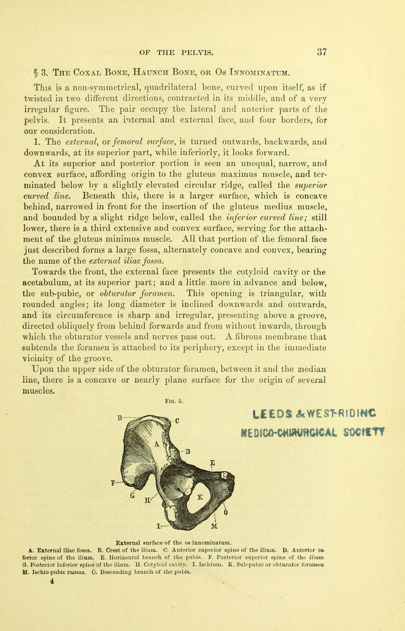 § 3. The Coxal Bone, Haunch Bone, or Os Innominatum. This is a non-symmetrical, quadrilateral bone, curved upon itself, as if twisted in two different directions, contracted in its middle, and of a very irregular figure. The pair occupy the lateral and anterior parts of the pelvis.. It presents an internal and external face, and four borders, for our consideration. 1. The external, ov femoral surface, is turned outwards, backwards, and downwards, at its superior part, while inferiorly, it looks forward. At its superior and posterior portion is seen an unequal, narrow, and convex surface, affording origin to the gluteus maximus muscle, and ter- minated below by a slightly elevated circular ridge, called the superior curved line. Beneath this, there is a larger surface, which is concave behind, narrowed in front for the insertion of the gluteus medius muscle, and bounded by a slight ridge below, called the inferior curved line; still lower, there is a third extensive and convex surface, serving for the attach- ment of the gluteus minimus muscle. All that portion of the femoral face just described forms a large fossa, alternately concave and convex, bearing the name of the external iliac fossa. Towards the front, the external face presents the cotyloid cavity or the acetabulum, at its superior part; and a little more in advance and below, the sub-pubic, or obturator foramen. This opening is triangular, with rounded angles; its long diameter is inclined downwards and outwards, and its circumference is sharp and irregular, presenting above a groove, directed obliquely from behind forwards and from without inwards, through which the obturator vessels and nerves pass out. A fibrous membrane that subtends the foramen is attached to its periphery, except in the immediate vicinity of the groove. Upon the upper side of the obturator foramen, between it and the median line, there is a concave or nearly plane surface for the origin of several muscles. A. External iliac fossa. B. Crest of the ili\im. C. Anterior superior spine of the ilium. 1). Anterior in- ferior spine of the ilium. E. Horizontal branch of the pubis. F. Posterior superior spine of the ilium 0. Posterior iufnrior spine of the ilium. 11. Cotyloitl cavity. I. Ischium. K. Sub-pubic or obturator foramen M. Ischio-pubic rainus. 0. Descending branch of the pubis. Fig. 5. LEEDS .kWES>RIDINC MEDiC0-G4<UHiHGICAl SOCtfTT External surface of the os innominatum. 4