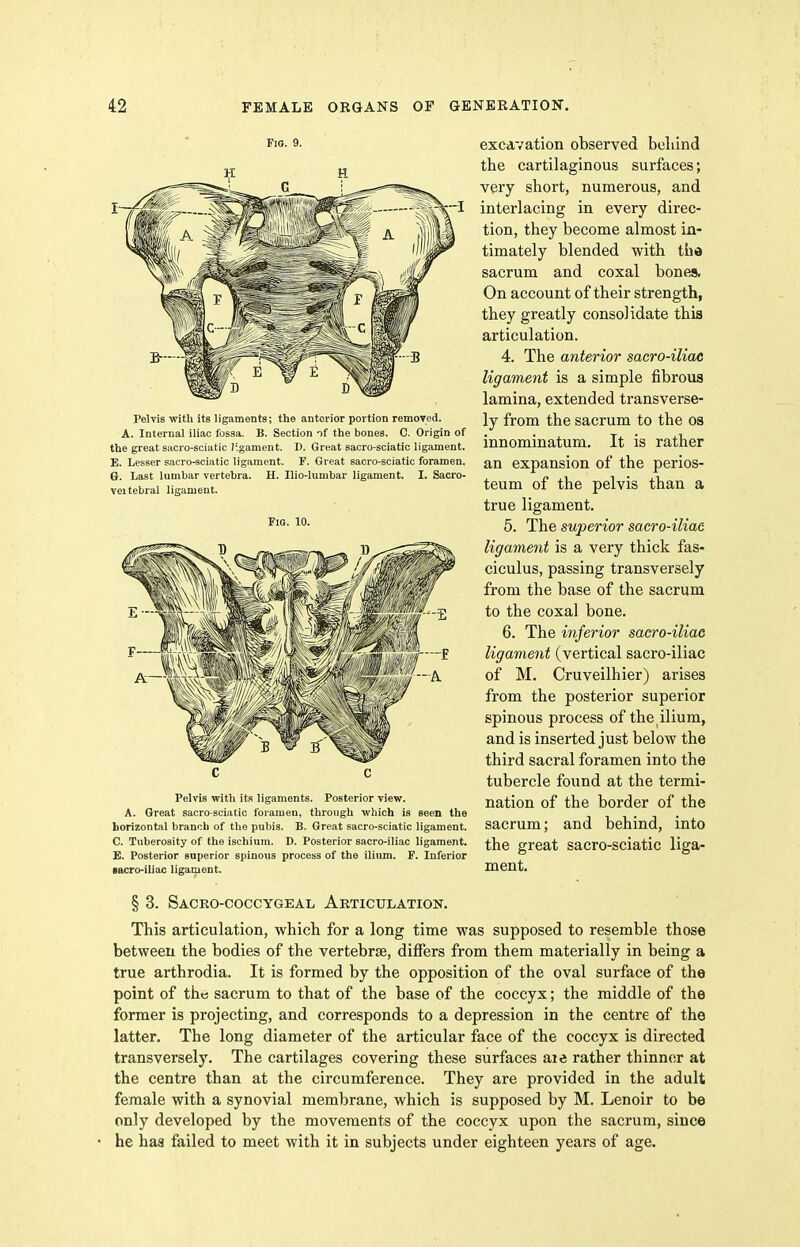 Fig. 9. Pelvis with its ligaments; the anterior portion remoTed. A. Internal iliac fossa. B. Section of the bones. C. Origin of the great sacro-sciatic ligament. D. Great sacro-sciatic ligament. E. Lesser sacro-sciatic ligament. F. Great sacro-sciatic foramen. 6. Last lumbar vertebra. H. Ilio-lumbar ligament. I. Sacro- veitebral ligament. Fig. 10. Pelvis with its ligaments. Posterior view. A. Great sacro-sciatic foramen, through which is seen the borizontal branch of the pubis. B. Great sacro-sciatic ligament. C. Tuberosity of the ischium. D. Posterior sacro-iliac ligament. E. Posterior superior spinous process of the ilium. F. Inferior «acro-iliac ligament. excavation observed beliind the cartilaginous surfaces; very short, numerous, and interlacing in every direc- tion, they become almost in- timately blended with the sacrum and coxal bones. On account of their strength, they greatly consolidate this articulation. 4. The anterior sacro-iliac ligament is a simple fibrous lamina, extended transverse- ly from the sacrum to the os innominatum. It is rather an expansion of the perios- teum of the pelvis than a true ligament. 5. The superior sacro-iliac ligament is a very thick fas- ciculus, passing transversely from the base of the sacrum to the coxal bone. 6. The inferior sacro-iliac ligament (vertical sacro-iliac of M. Cruveilhier) arises from the posterior superior spinous process of the ilium, and is inserted just below the third sacral foramen into the tubercle found at the termi- nation of the border of the sacrum; and behind, into the great sacro-sciatic liga- ment. § 3. Sacko-coccygeal Akticulation. This articulation, which for a long time was supposed to resemble those between the bodies of the vertebrae, differs from them materially in being a true arthrodia. It is formed by the opposition of the oval surface of the point of the sacrum to that of the base of the coccyx; the middle of the former is projecting, and corresponds to a depression in the centre of the latter. The long diameter of the articular face of the coccyx is directed transversely. The cartilages covering these surfaces aie rather thinncsr at the centre than at the circumference. They are provided in the adult female with a synovial membrane, which is supposed by M. Lenoir to be only developed by the movements of the coccyx upon the sacrum, since he has failed to meet with it in subjects under eighteen years of age.