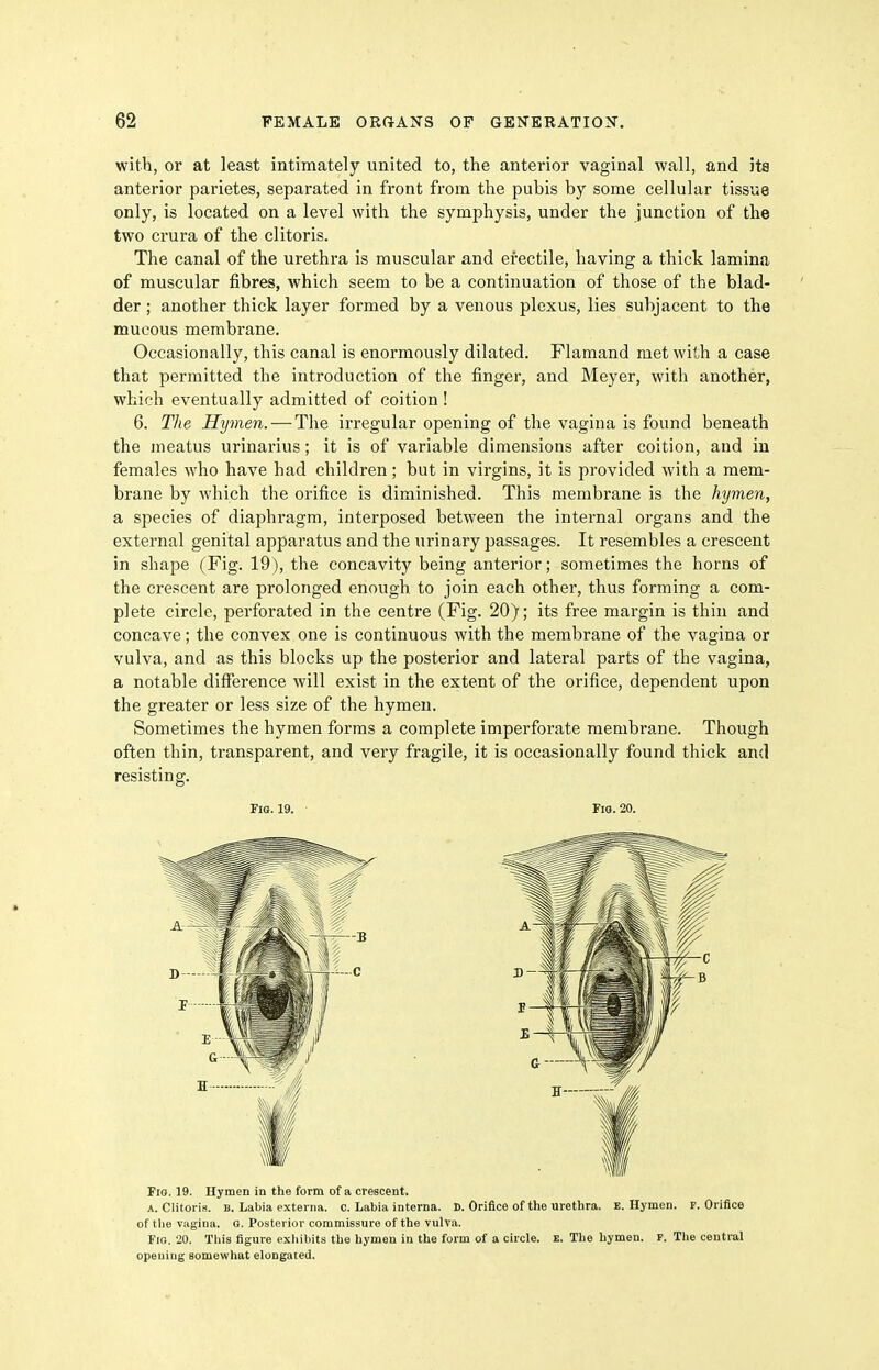 with, or at least intimately united to, the anterior vaginal wall, and ita anterior parietes, separated in front from the pubis by some cellular tissue only, is located on a level with the symphysis, under the junction of the two crura of the clitoris. The canal of the urethra is muscular and erectile, having a thick lamina of muscular fibres, which seem to be a continuation of those of the blad- der ; another thick layer formed by a venous plexus, lies subjacent to the mucous membrane. Occasionally, this canal is enormously dilated. Flamand met with a case that permitted the introduction of the finger, and Meyer, with another, which eventually admitted of coition ! 6. The Hymen. — The irregular opening of the vagina is found beneath the meatus urinarius ; it is of variable dimensions after coition, and iu females who have had children; but in virgins, it is provided with a mem- brane by which the orifice is diminished. This membrane is the hymen, a species of diaphragm, interposed between the internal organs and the external genital apparatus and the urinary passages. It resembles a crescent in shape (Fig. 19), the concavity being anterior; sometimes the horns of the crescent are prolonged enough to join each other, thus forming a com- plete circle, perforated in the centre (Fig. 20); its free margin is thin and concave; the convex one is continuous with the membrane of the vagina or vulva, and as this blocks up the posterior and lateral parts of the vagina, a notable difference will exist in the extent of the orifice, dependent upon the greater or less size of the hymen. Sometimes the hymen forms a complete imperforate membrane. Though often thin, transparent, and very fragile, it is occasionally found thick and resisting. FlO. 19. FlO. 20. Fio. 19. Hymen in the form of a crescent. A. Clitoris. B. Labia externa, c. Labia interna. ». Orifice of the urethra. E.Hymen. F. Orifice of tlie vagina, o. Posterior commissure of the vulva. Fig. 20. This figure exhibits the hymen in the form of a circle. E. The hymen. F. The central opening somewhat elongated.
