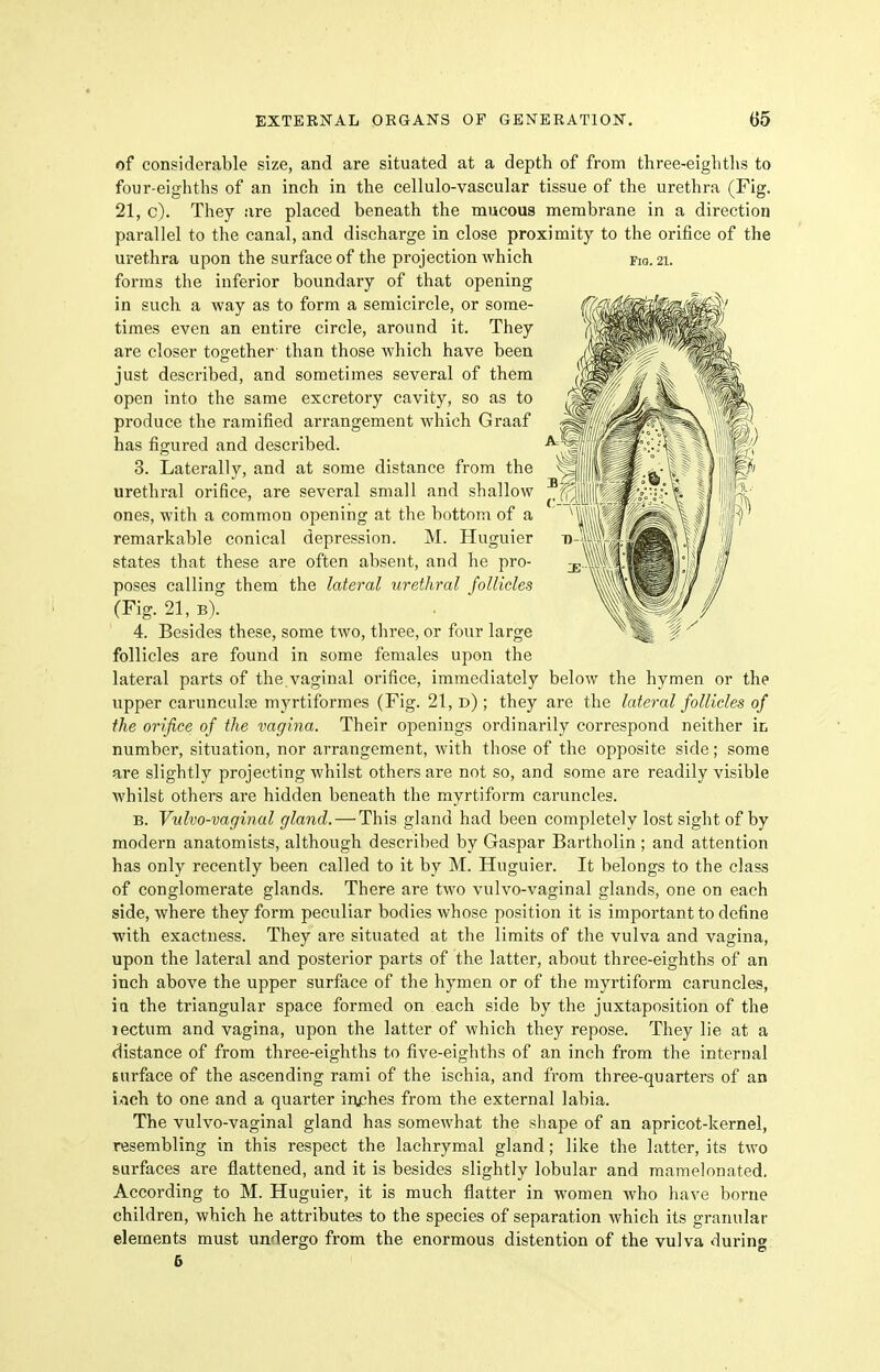 of considerable size, and are situated at a depth of from three-eightlis to four-eighths of an inch in the cellulo-vascular tissue of the urethra (Fig. 21, c). They are placed beneath the mucoua membrane in a direction parallel to the canal, and discharge in close proximity to the orifice of the urethra upon the surface of the projection which fw. 21. forms the inferior boundary of that opening in such a way as to form a semicircle, or some- times even an entire circle, around it. They are closer together' than those which have been just described, and sometimes several of them open into the same excretory cavity, so as to produce the ramified arrangement Avhieh Graaf has figured and described. 3. Laterally, and at some distance from the urethral orifice, are several small and shallow ones, with a common opening at the bottom of a remarkable conical depression. M. Huguier states that these are often absent, and he pro- poses calling them the lateral urethral follicles (Fig. 21, b). 4. Besides these, some two, three, or four large follicles are found in some females upon the lateral parts of the.vaginal orifice, immediately below the hymen or the upper carunculfB myrtiformes (Fig. 21, d) ; they are the lateral follicles of the orifice of the vagina. Their openings ordinarily correspond neither in number, situation, nor arrangement, with those of the opposite side; some are slightly projecting whilst others are not so, and some are readily visible whilst others are hidden beneath the myrtiform caruncles. B. Vulvo-vaginal gland. — This gland had been completely lost sight of by modern anatomists, although described by Gaspar Bartholin ; and attention has only recently been called to it by M. Huguier. It belongs to the class of conglomerate glands. There are two vulvo-vaginal glands, one on each side, where they form peculiar bodies whose position it is important to define with exactness. They are situated at the limits of the vulva and vagina, upon the lateral and posterior parts of the latter, about three-eighths of an inch above the upper surface of the hymen or of the myrtiform caruncles, in the triangular space formed on each side by the juxtaposition of the lectum and vagina, upon the latter of which they repose. They lie at a distance of from three-eighths to five-eighths of an inch from the internal Eurface of the ascending rami of the ischia, and from three-quarters of an i/ich to one and a quarter inphes from the external labia. The vulvo-vaginal gland has somewhat the sliape of an apricot-kernel, resembling in this respect the lachrymal gland; like the latter, its two surfaces are flattened, and it is besides slightly lobular and raamelonated. According to M. Huguier, it is much flatter in women Avho have borne children, which he attributes to the species of separation which its granular elements must undergo from the enormous distention of the vulva durino- 6