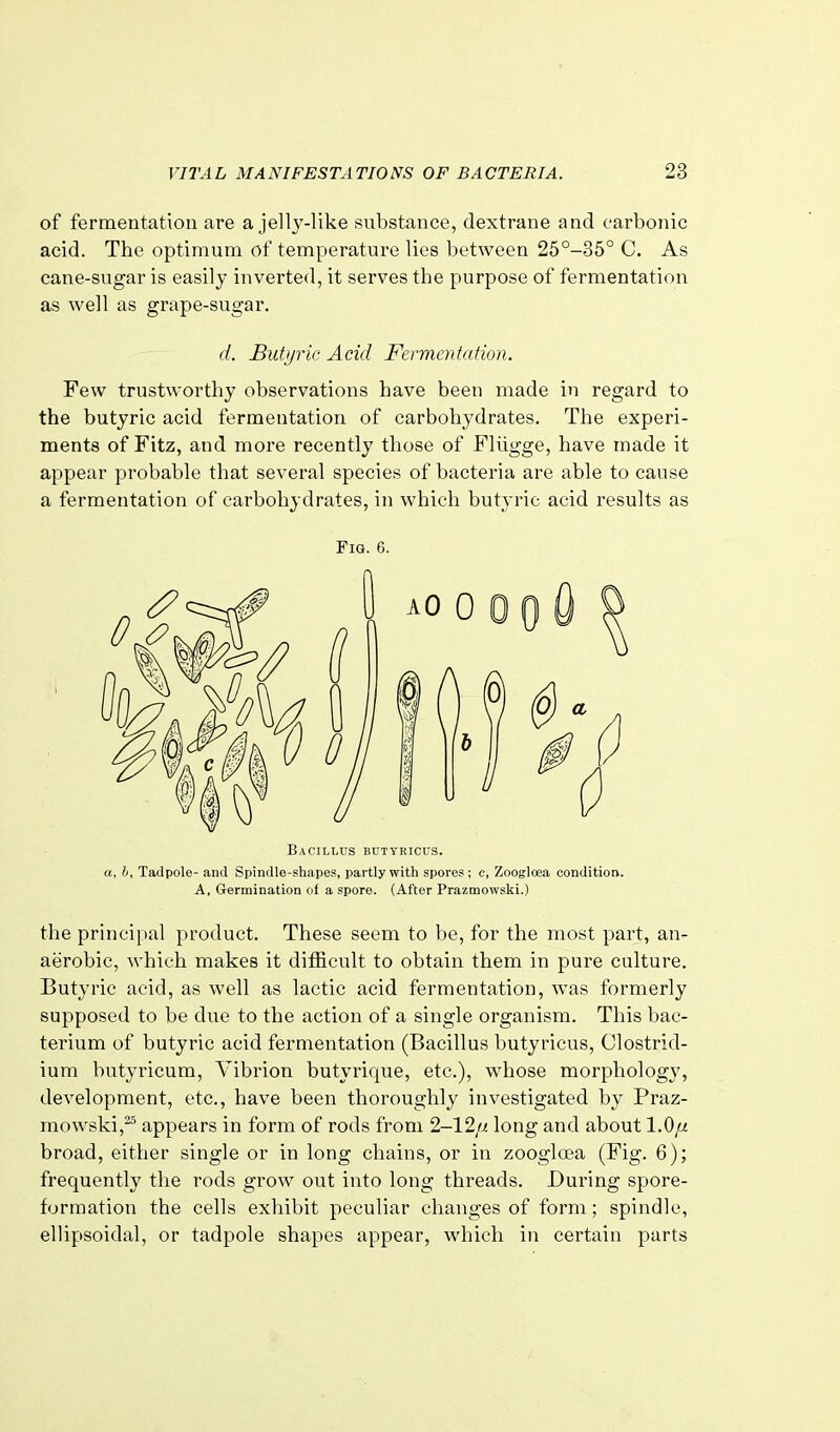 of fermentation are a jell^'-like substance, dextrane and carbonic acid. The optimum of temperature lies between 25°-35° C. As cane-sugar is easily inverted, it serves the purpose of fermentation as well as grape-sugar. d. Butyric Acid Fermmtation. Few trustworthy observations have been made in regard to the butyric acid fermentation of carbohydrates. The experi- ments of Fitz, and more recently those of Flllgge, have made it appear probable that several species of bacteria are able to cause a fermentation of carbohydrates, in which butyric acid results as Fig. 6. Bacillus butyricus. a. h. Tadpole- and Spindle-shapes, partly with spores; c, Zoogloea condition. A, Germination of a spore. (After Prazmowski.) the principal product. These seem to be, for the most part, an- aerobic, which makes it difficult to obtain them in pure culture. Butyric acid, as well as lactic acid fermentation, was formerly supposed to be due to the action of a single organism. This bac- terium of butyric acid fermentation (Bacillus butyricus, Clostrid- ium butyricum, Yibrion butyrique, etc.), whose morphology, dev^elopment, etc., have been thoroughly investigated by Praz- mowski,^ appears in form of rods from 2-12/^ long and about l.Qft broad, either single or in long chains, or in zoogloea (Fig. 6); frequently the rods grow out into long threads. During spore- formation the cells exhibit peculiar changes of form; spindle, ellipsoidal, or tadpole shapes appear, which in certain parts