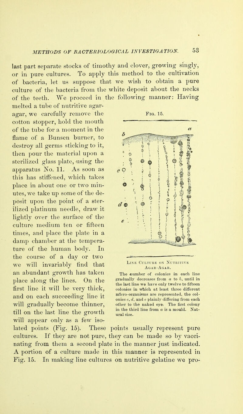 Fig. 15. last part separate stocks of timothy and clover, growing singly, or in pure cultures. To apply this method to the cultivation of bacteria, let us suppose that we wish to obtain a pure culture of the bacteria from the white deposit about the necks of the teeth. We proceed in the following manner: Having melted a tube of nutritive agar- agar, we carefully remove the cotton stopper, hold the mouth of the tube for a moment in the flame of a Bunsen burner, to destroy all germs sticking to it, then pour the material upon a sterilized glass plate, using the apparatus ISFo. 11. As soon as this has stiffened, which takes place in about one or two min- utes, we take up some of the de- posit upon the point of a ster- ilized platinum needle, draw it lightly over the surface of the culture medium ten or fifteen times, and place the plate in a damp chamber at the tempera- ture of the human body. In the course of a day or two we will invariably And that an abundant growth has taken place along the lines. On the first line it will be very thick, and on each succeeding line it will gradually become thinner, till on the last line the growth will appear only as a few iso- lated points (Fig. 15). These points usually represent pure cultures. If they are not pure, they can be made so by vacci- nating from them a second plate in the manner just indicated. A portion of a culture made in this manner is represented in Fig. 15. In making line cultures on nutritive gelatine we pro- LiNE Culture on Sutritivk Agar-Agar. The number of colonies in each line gradually decreases from a to h, until in the last line we have only twelve to fifteen colonies in which at least three different mlcro-orsanisms are represented, the col- onies c, d, and e plainly differing from each other to the naked eye- The first colony in the third line from a is a mould. Nat- ural size.