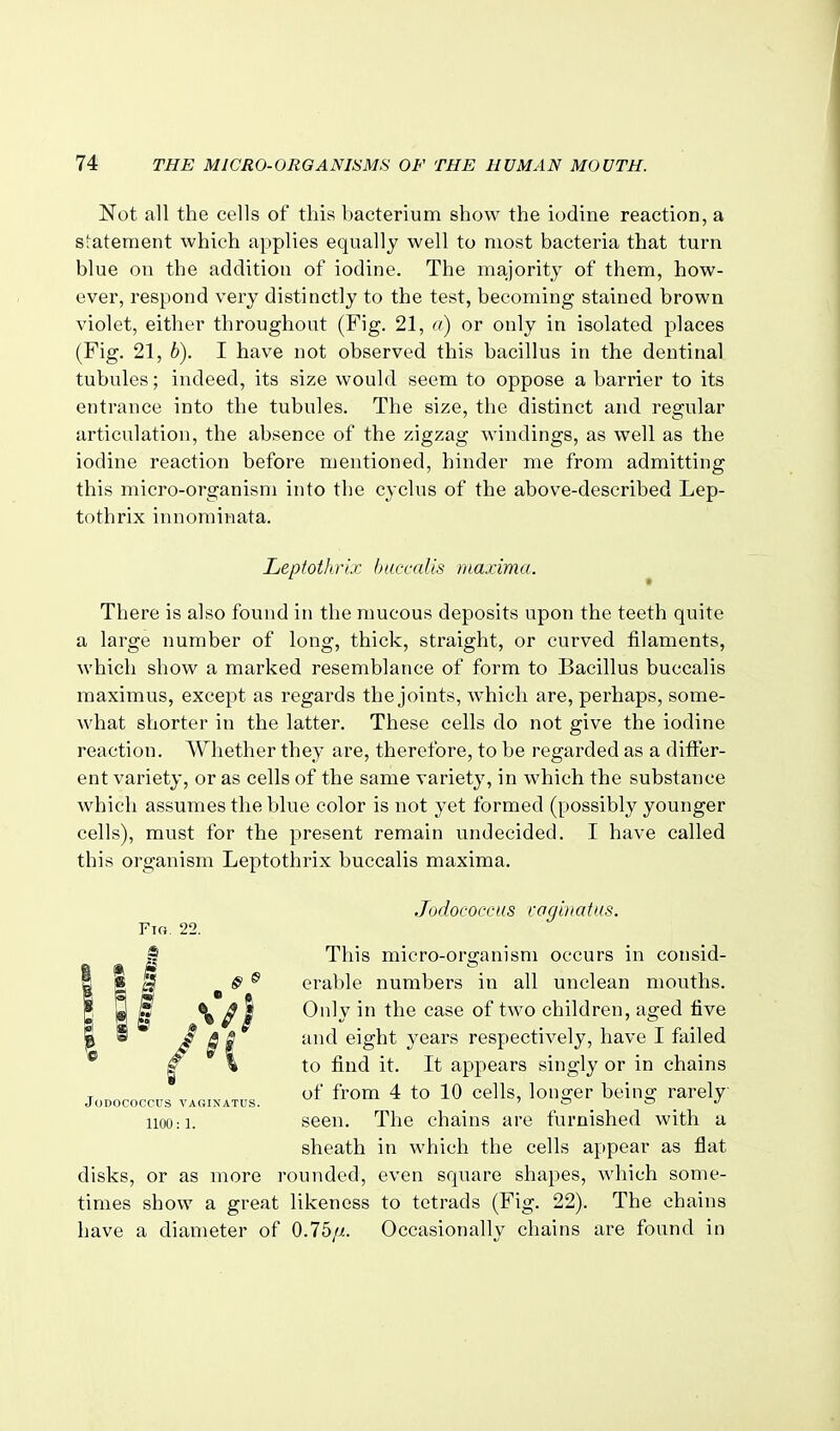 Not all the cells of this bacterium show the iodine reaction, a S;atement which applies equally well to most bacteria that turn blue on the addition of iodine. The majority of them, how- ever, respond very distinctly to the test, becoming stained brown violet, either throughout (Fig. 21, n) or only in isolated places (Fig. 21, b). I have not observed this bacillus in the dentinal tubules; indeed, its size would seem to oppose a barrier to its entrance into the tubules. The size, the distinct and regular articulation, the absence of the zigzag windings, as well as the iodine reaction before mentioned, hinder me from admitting this micro-organism into the cyclus of the above-described Lep- tothrix innominata. Leptothrh: huccalis maxima. There is also found in the mucous deposits upon the teeth quite a large number of long, thick, straight, or curved filaments, which show a marked resemblance of form to Bacillus huccalis maximus, except as regards the joints, Avhich are, perhaps, some- what shorter in the latter. These cells do not give the iodine reaction. Whether they are, therefore, to be regarded as a differ- ent variety, or as cells of the same variety, in which the substance which assumes the blue color is not yet formed (possibly younger cells), must for the present remain undecided. I have called this organism Leptothrix huccalis maxima. Jodococcus raginatus. This micro-organism occurs in consid- erable numbers in all unclean mouths. Only in the case of two children, aged five and eight years respectively, have I failed to find it. It appears singly or in chains T of from 4 to 10 cells, lousier being rarely Jodococcus vac.inatus. i o » j 1100:1. seen. The chains are furnished with a sheath in which the cells appear as flat disks, or as more rounded, even square shapes, which some- times show a great likeness to tetrads (Fig. 22). The chains have a diameter of 0.75/7.. Occasionally chains are found in