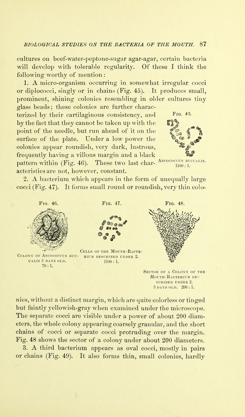 cultures on beef-water-peptone-sugar agar-agar, certain bacteria will develop with tolerable regularity. Of these I think the following Avorthy of mention: 1. A micro-organism occurring in somewhat irregular cocci or diplococci, singly or in chains (Fig. 45). It produces small, prominent, shining colonies resembling in older cultures tiny glass beads; these colonies are further charac- terized by their cartilaginous consistency, and Fig. 45. by the fact that they cannot be taken up with tlic f |^ point of the needle, but run ahead of it on the f^g^ ^ surface of the plate. Under a low power the ^^e® colonies appear roundish, very dark, lustrous, frequently having a villous margin and a black pattern within (Fig. 46). These two last char- ^^'^o'^o^^us buccaus. acteristics are not, however, constant. 2. A bacterium which appears in the form of unequally large cocci (Fig. 47). It forms small round or roundish, very thin colo- FiG. 46. Fig. 47. Fig. 48. 70 : 1. Sector of a Colony of the Mouth-Bacterium de- scribed UNDER 2. 3 days old. 200 ; 1. nies, without a distinct margin, which are quite colorless or tinged but faintly yellowish-gray Avhen examined under the microscope. The separate cocci are visible under a power of about 200 diam- eters, the whole colony appearing coarsely granular, and the short chains of cocci or separate cocci protruding over the margin. Fig. 48 shows the sector of a colony under about 200 diameters. 3. A third bacterium appears as oval cocci, mostly in pairs or chains (Fig. 49). It also forms thin, small colonies, hardly