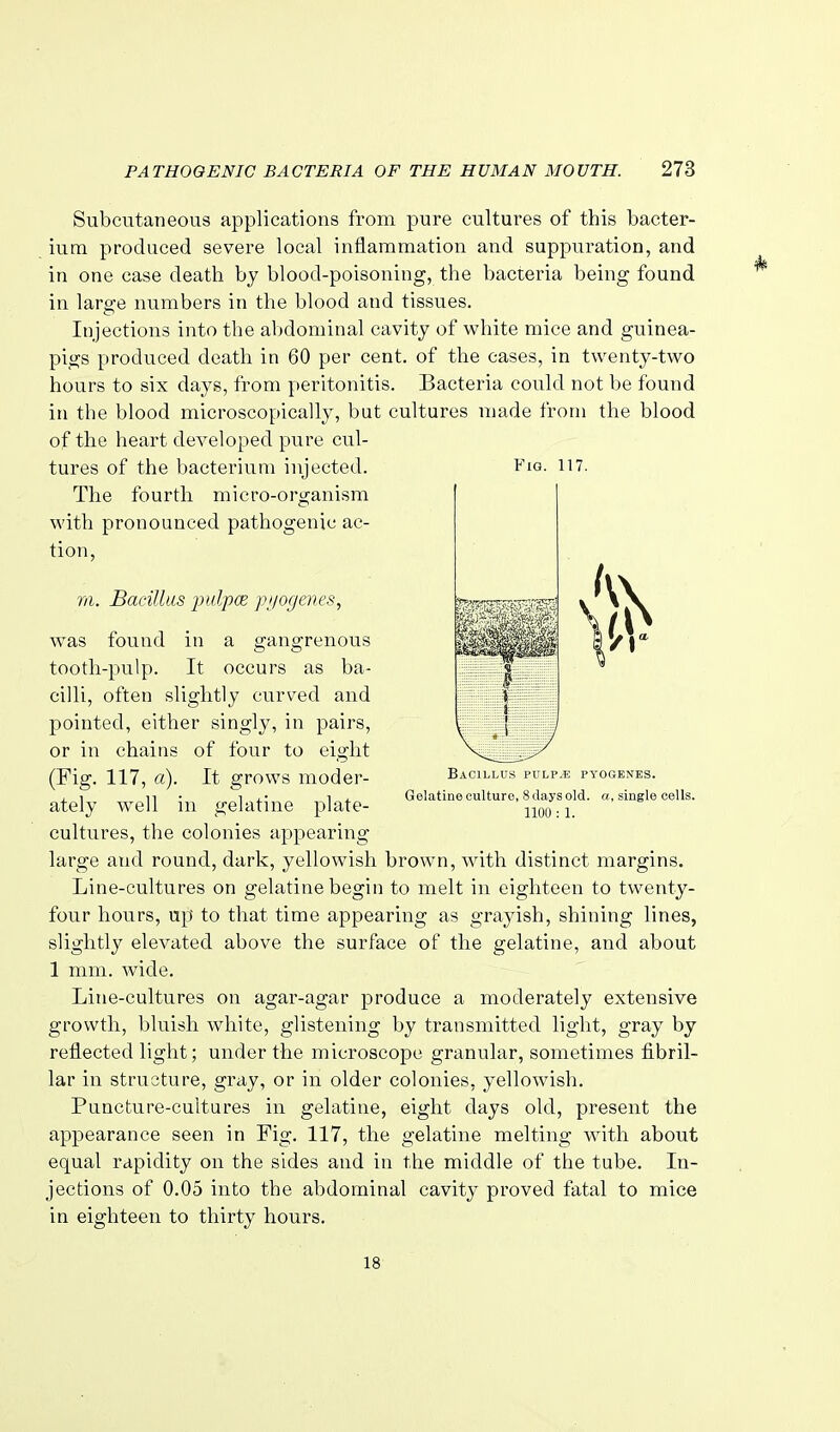 Subcutaneous applications from pure cultures of this bacter- ium produced severe local inflammation and suppuration, and in one case death by blood-poisoning, the bacteria being found in larffe numbers in the blood and tissues. Injections into the abdominal cavity of white mice and guinea- pigs produced death in 60 per cent, of the cases, in twenty-two hours to six days, from peritonitis. Bacteria could not be found in the blood microscopically, but cultures made from the blood of the heart developed pure cul- tures of the bacterium injected. The fourth micro-organism with pronounced pathogenic ac- FiG. 117. tion. Bacillus pulp.e pyogenes. Gelatine culture, 8 days old. a, single cells. 1100 : 1. m. Bacillus jviljice pnogeves, was found in a tooth-pulp. It occurs as ba- cilli, often slightly curved and pointed, either singly, in pairs, or in chains of four to eight (Fig. 117, a). It grows moder- ately well in gelatine plate- cultures, the colonies appearing large and round, dark, yellowish brown, with distinct margins. Line-cultures on gelatine begin to melt in eighteen to twenty- four hours, up to that time appearing as grayish, shining lines, slightly elevated above the surface of the gelatine, and about 1 mm. wide. Line-cultures on agar-agar produce a moderately extensive growth, bluish white, glistening by transmitted light, gray by refl.ected light; under the microscope granular, sometimes fibril- lar in structure, gray, or in older colonies, yellowish. Puncture-cultures in gelatine, eight days old, present the appearance seen in Fig. 117, the gelatine melting Avith about equal rapidity on the sides and in the middle of the tube. In- jections of 0.05 into the abdominal cavity proved fatal to mice in eighteen to thirty hours. 18