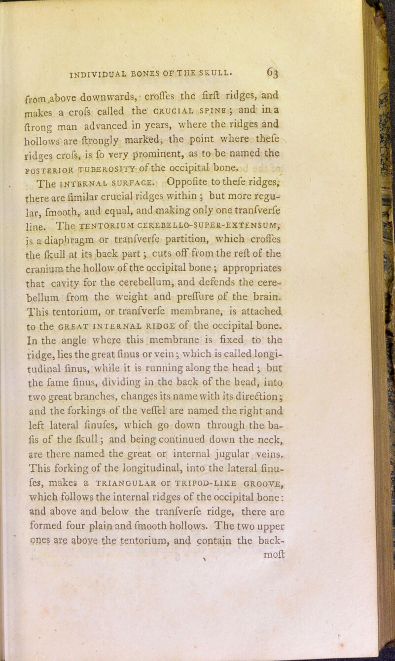 from .above downwards, crones the firft ridges, and makes a crofs called the crucial spine; and in a flrong man advanced in years, where the ridges and hollows are ftrongly marked, the point where thefe ridges crofs, is fo very prominent, as to be named the posterior tuberosity of the occipital bone. The internal surface. Oppofite to thefe ridges, there are fimilar crucial ridges within ; but more regu- lar, fmooth, and equal, and making only one tranfverfe line. The tentorium cerebello-super-extensum, is a diaphragm or tranfverfe partition, which croffes the fkull at its back part; cuts off from the reft of the cranium the hollow of the occipital bone ; appropriates that cavity for the cerebellum, and defends the cere- bellum from the weight and prefTure of the brain. This tentorium, or tranfverfe membrane, is attached to the great internal ridge of the occipital bone. In the angle where this membrane is fixed to the ridge, lies the great finus or vein; which is called longi- tudinal linus, while it is running along the head ; but the fame linus, dividing in the back of the head, into two great branches, changes its name with its direction; and the forkings of the veffel are named the right and left lateral finufes, which go down through the ba- lls of the fkull; and being continued down the neck, $.re there named the great or internal jugular veins. This forking of the longitudinal, into the lateral iinu- fes, makes a triangular or tripod-like groove, which follows the internal ridges of the occipital bone: and above and below the tranfverfe ridge, there are formed four plain and fmooth hollows. The two upper ones are aboye the tentorium, and contain the back- raoft