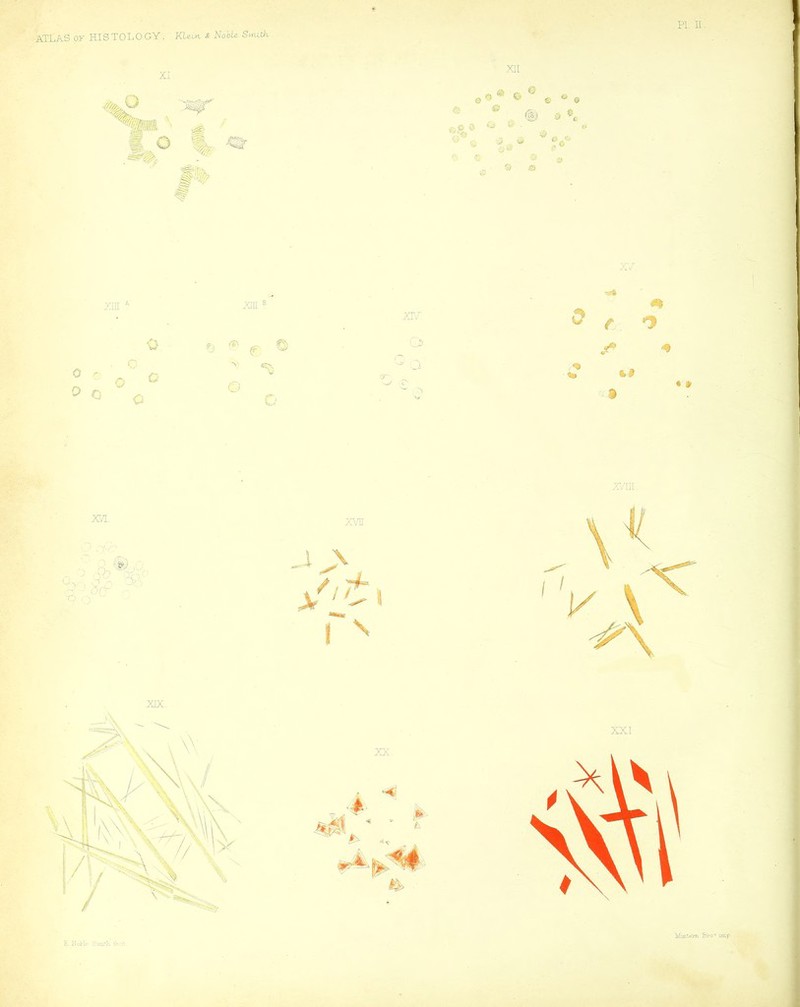 ATLAS OF HI S T 0 L O GY. AXeu^, ^ Nobl^ Snddi XI xir ^ e ^ © ^ S' t .-s & m /■) ^ P X/. •r* • » Y.TII T. Mobl- Ivlmtera Br-o^ imp.