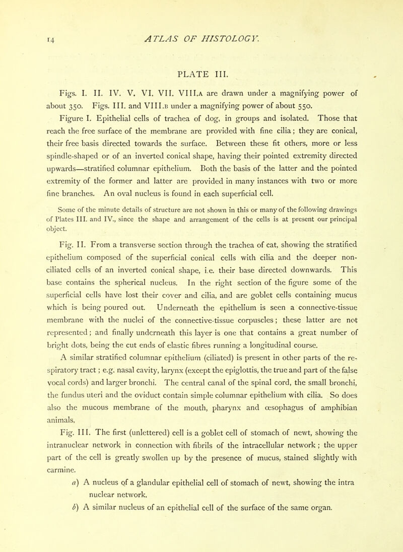 PLATE III. Figs. I. II. IV. V. VI. VII. VIII.A are drawn under a magnifying power of about 350. Figs. III. and VIII.b under a magnifying power of about 550. Figure I. Epithelial cells of trachea of dog, in groups and isolated. Those that reach the free surface of the membrane are provided with fine cilia; they are conical, their free basis directed towards the surface. Between these fit others, more or less spindle-shaped or of an inverted conical shape, having their pointed extremity directed upwards—stratified columnar epithelium. Both the basis of the latter and the pointed extremity of the former and latter are provided in many instances with two or more fine branches. An oval nucleus is found in each superficial cell. Some of the minute details of structure are not shown in this or many of the following drawings of Plates III. and IV., since the shape and arrangement of the cells is at present our principal object. Fig. II. From a transverse section through the trachea of cat, showing the stratified epithelium composed of the superficial conical cells with cilia and the deeper non- ciliated cells of an inverted conical shape, i.e. their base directed downwards. This base contains the spherical nucleus. In the right section of the figure some of the superficial cells have lost their cover and cilia, and are goblet cells containing mucus which is being poured out. U nderneath the epithelium is seen a connective-tissue membrane with the nuclei of the connective-tissue corpuscles; these latter are not represented; and finally underneath this layer is one that contains a great number of bright dots, being the cut ends of elastic fibres running a longitudinal course. A similar stratified columnar epithelium (ciliated) is present in other parts of the re- spiratory tract; e.g. nasal cavity, larynx (except the epiglottis, the true and part of the false vocal cords) and larger bronchi. The central canal of the spinal cord, the small bronchi, the fundus uteri and the oviduct contain simple columnar epithelium with cilia. So does also the mucous membrane of the mouth, pharynx and oesophagus of amphibian animals. Fig. III. The first (unlettered) cell is a goblet cell of stomach of newt, showing the intranuclear network in connection with fibrils of the intracellular network ; the upper part of the cell is greatly swollen up by the presence of mucus, stained slightly with carmine. a) A nucleus of a glandular epithelial cell of stomach of newt, showing the intra nuclear network. b') A similar nucleus of an epithelial cell of the surface of the same organ.