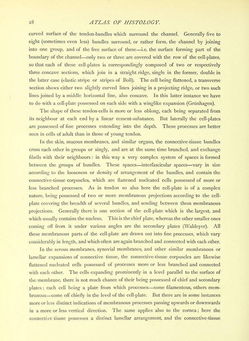 curved surface of the tendon-bundles which surround the channel. Generally five to eight (sometimes even less) bundles surround, or rather form, the channel by joining into one group, and of the free surface of these—i.e. the surface forming part of the boundary of the channel—only two or three are covered with the row of the cell-plates, so that each of these cell-plates is correspondingly composed of two or respectively three concave sections, which join in a straight ridge, single in the former, double in the latter case (elastic stripe or stripes of Boll). The cell being flattened, a transverse section shows either two slightly curved lines joining in a projecting ridge, or two such lines joined by a middle horizontal line, also concave. In this latter instance we have to do with a cell-plate possessed on each side with a winglike expansion (Griinhagen). The shape of these tendon-cells is more or less oblong, each being separated from its neighbour at each end by a linear cement-substance. But laterally the cell-plates are possessed of fine processes extending into the depth. These processes are better seen in cells of adult than in those of young tendon. In the skin, mucous membranes, and similar organs, the connective-tissue bundles cross each other in groups or singly, and are at the same time branched, and exchange fibrils with their neighbours ; in this way a very complex system of spaces is formed between the groups of bundles. These spaces—interfascicular spaces—vary in size according to the looseness or density of arrangement of the bundles, and contain the connective-tissue corpuscles, which are flattened nucleated cells possessed of more or less branched processes. As in tendon so also here the cell-plate is of a complex nature, being possessed of two or more membranous projections according to the cell- plate covering the breadth of several bundles, and sending between them membranous projections. Generally there is one section of the cell-plate which is the largest, and which usually contains the nucleus. This is the chief plate, whereas the other smaller ones coming off from it under various angles are the secondary plates (Waldeyer). All these membranous parts of the cell-plate are drawn our into fine processes, which vary considerably in length, and which often are again branched and connected with each other. In the serous membranes, synovial membranes, and other similar membranous or lamellar expansions of connective tissue, the connective-tissue corpuscles are likewise flattened nucleated cells possessed of processes more or less branched and connected with each other. The cells expanding prominently in a level parallel to the surface of the membrane, there is not much chance of their being possessed of chief and secondary plates ; each cell being a plate from which processes—some filamentous, others mem- branous—come off chiefly in the level of the cell-plate. But there are in some instances more or less distinct indications of membranous processes passing upwards or downwards in a more or less vertical direction. The same applies also to the cornea; here the connective tissue possesses a distinct lamellar arrangement, and the connective-tissue