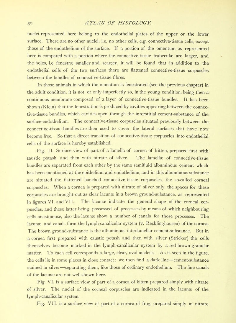 nuclei represented here belong to the endothelial plates of the upper or the lower surface. There are no other nuclei, i.e. no other cells, e.g. connective-tissue cells, except those of the endothelium of the surface. If a portion of the omentum as represented here is compared with a portion where the connective-tissue trabeculae are larger, and the holes, i.e. fenestrae, smaller and scarcer, it will be found that in addition to the endothelial cells of the two surfaces there are flattened connective-tissue corpuscles between the bundles of connective-tissue fibres. In those animals in which the omentum is fenestrated (see the previous chapter) in the adult condition, it is not, or only imperfectly so, in the young condition, being then a continuous membrane composed of a layer of connective-tissue bundles. It has been shown (Klein) that the fenestration is produced by cavities appearing between the connec- tive-tissue bundles, which cavities open through the interstitial cement-substance of the surface-endothelium. The connective-tissue corpuscles situated previously between the connective-tissue bundles are then used to cover the lateral surfaces that have now become free. So that a direct transition of connective-tissue corpuscles into endothelial cells of the surface is hereby established. Fig. II. Surface view of part of a lamella of cornea of kitten, prepared first with caustic potash, and then with nitrate of silver. The lamellae of connective-tissue bundles are separated from each other by the same semifluid albuminous cement which has been mentioned at the epithelium and endothelium, and in this albuminous substance are situated the flattened banched connective-tissue corpuscles, the so-called corneal corpuscles. When a cornea is prepared with nitrate of silver only, the spaces for these corpuscles are brought out as clear lacunae in a brown ground-substance, as represented in figures VI. and VII. The lacunae indicate the general shape of the corneal cor- puscles, and these latter being possessed of processes by means of which neighbouring cells anastomose, also the lacunae show a number of canals for those processes. The lacunae and canals form the lymph-canalicular system (v. Recklinghausen) of the cornea. The brown ground-substance is the albuminous interlamellar cement-substance. But in a cornea first prepared with caustic potash and then with silver (Strieker) the cells themselves become marked in the lymph-canalicular system by a red-brown granular matter. To each cell corresponds a large, clear, oval nucleus. As is seen in the figure, the cells lie in some places in close contact; we then find a dark line—cement-substance stained in silver—separating them, like those of ordinary endothelium. The fine canals of the lacunae are not well shown here. Fig. VI. is a surface view of part of a cornea of kitten prepared simply with nitrate of silver. The nuclei of the corneal corpuscles are indicated in the lacunae of the lymph-canalicular system. Fig. VII. is a surface view of part of a cornea of frog, prepared simply in nitrate