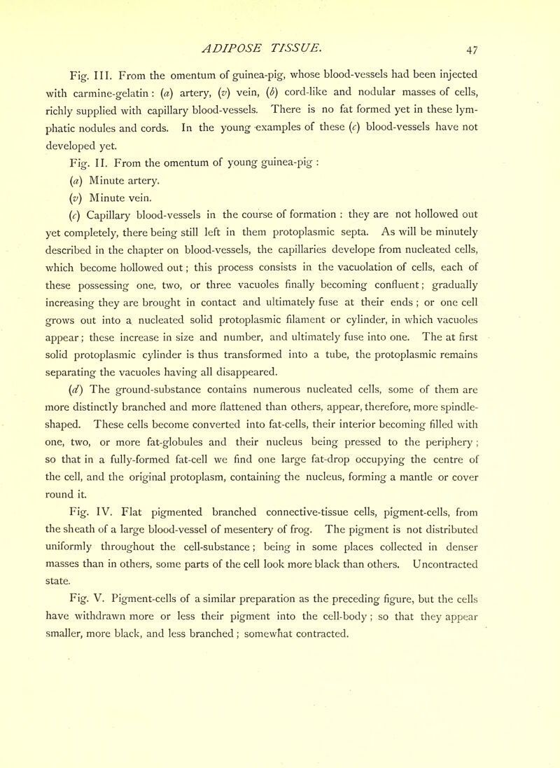 Fig. III. From the omentum of guinea-pig, whose blood-vessels had been injected with carmine-gelatin : [a) artery, {v) vein, {b) cord-like and nodular masses of cells, richly supplied with capillary blood-vessels. There is no fat formed yet in these lym- phatic nodules and cords. In the young examples of these {c) blood-vessels have not developed yet. Fig. II. From the omentum of young guinea-pig : (a) Minute artery. (v) Minute vein. (c) Capillary blood-vessels in the course of formation : they are not hollowed out yet completely, there being still left in them protoplasmic septa. As will be minutely described in the chapter on blood-vessels, the capillaries develope from nucleated cells, which become hollowed out; this process consists in the vacuolation of cells, each of these possessing one, two, or three vacuoles finally becoming confluent; gradually increasing they are brought in contact and ultimately fuse at their ends ; or one cell grows out into a nucleated solid protoplasmic filament or cylinder, in which vacuoles appear; these increase in size and number, and ultimately fuse into one. The at first solid protoplasmic cylinder is thus transformed into a tube, the protoplasmic remains separating the vacuoles having all disappeared. {!) The ground-substance contains numerous nucleated cells, some of them are more distinctly branched and more flattened than others, appear, therefore, more spindle- shaped. These cells become converted into fat-cells, their interior becoming filled with one, two, or more fat-globules and their nucleus being pressed to the periphery ; so that in a fully-formed fat-cell we find one large fat-drop occupying the centre of the cell, and the original protoplasm, containing the nucleus, forming a mantle or cover round it. Fig. IV. Flat pigmented branched connective-tissue cells, pigment-cells, from the sheath of a large blood-vessel of mesentery of frog. The pigment is not distributed uniformly throughout the cell-substance; being in some places collected in denser masses than in others, some parts of the cell look more black than others. Uncontracted state. Fig. V. Pigment-cells of a similar preparation as the preceding figure, but the cells have withdrawn more or less their pigment into the cell-body ; so that they appear smaller, more black, and less branched ; somewhat contracted.