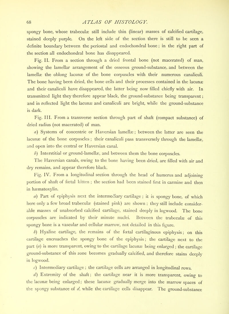 spongy bone, whose trabeculae still include thin (linear) masses of calcified cartilage, stained deeply purple. On the left side of the section there is still to be seen a definite boundary between the periostal and endochondral bone ; in the right part of the section all endochondral bone has disappeared. Fig. II. From a section through a dried frontal bone (not macerated) of man, showing the lamellar arrangement of the osseous ground-substance, and between the lamellae the oblong lacunae of the bone corpuscles with their numerous canaliculi. The bone having been dried, the bone cells and their processes contained in the lacunae and their canaliculi have disappeared, the latter being now filled chiefly with air. In transmitted light they therefore appear black, the ground-substance being transparent; and in reflected light the lacunae and canaliculi are bright, while the ground-substance is dark. Fig. III. From a transverse section through part of shaft (compact substance) of dried radius (not macerated) of man. a) Systems of concentric or Haversian lamellae; between the latter are seen the lacunae of the bone corpuscles ; their canaliculi pass transversely through the lamellae, and open into the central or Haversian canal, d) Interstitial or ground-lamellae, and between them the bone corpuscles. The Haversian canals, owing to the bone having been dried, are filled with air and dry remains, and appear therefore black. Fig, IV. From a longitudinal section through the head of humerus and adjoining portion of shaft of foetal kitten ; the section had been stained first in carmine and then in haematoxylin. a) Part of epiphysis next the intermediary cartilage ; it is spongy bone, of which here only a few broad trabeculae (stained pink) are shown ; they still include consider- able masses of unabsorbed calcified cartilage, stained deeply in logwood. The bone corpuscles are indicated by their minute nuclei. Between the trabeculae of this spongy bone is a vascular and cellular marrow, not detailed in this figure. d) Hyaline cartilage, the remains of the foetal cartilaginous epiphysis; on this cartilage encroaches the spongy bone of the epiphysis; the cartilage next to the part {a) is more transparent, owing to the cartilage lacunae being enlarged ; the cartilage ground-substance of this zone becomes gradually calcified, and therefore stains deeply in logwood. c) Intermediary cartilage ; the cartilage cells are arranged in longitudinal rows, d) Extremity of the shaft; the cartilage near it is more transparent, owing to the lacunae being enlarged; these lacunae gradually merge into the marrow spaces of the spongy substance of d, while the cartilage cells disappear. The ground-substance