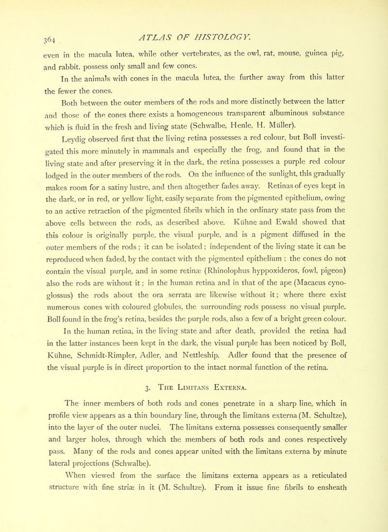 even in the macula lutea, while other vertebrates, as the owl, rat, mouse, guinea pig, and rabbit, possess only small and few cones. In the animals with cones in the macula lutea, the further away from this latter the fewer the cones. Both between the outer members of the rods and more distinctly between the latter and those of the cones there exists a homogeneous transparent albuminous substance which is fluid in the fresh and living state (Schwalbe, Henle, H. Muller). Leydig observed first that the living retina possesses a red colour, but Boll investi- gated this more minutely in mammals and especially the frog, and found that in the living state and after preserving it in the dark, the retina possesses a purple red colour lodeed in the outer members of the rods. On the influence of the sunlight, this gradually makes room for a satiny lustre, and then altogether fades away. Retinas of eyes kept in the dark, or in red, or yellow light, easily separate from the pigmented epithelium, owing to an active retraction of the pigmented fibrils which in the ordinary state pass from the above cells between the rods, as described above. Ktihne and Ewald showed that this colour is originally purple, the visual purple, and is a pigment diffused in the outer members of the rods ; it can be isolated; independent of the living state it can be reproduced when faded, by the contact with the pigmented epithelium ; the cones do not contain the visual purple, and in some retinae (Rhinolophus hyppoxideros, fowl, pigeon) also the rods are without it; in the human retina and in that of the ape (Macacus cyno- glossus) the rods about the ora serrata are likewise without it; where there exist numerous cones with coloured globules, the surrounding rods possess no visual purple. Boll found in the frog’s retina, besides the purple rods, also a few of a bright green colour. In the human retina, in the living state and after death, provided the retina had in the latter instances been kept in the dark, the visual purple has been noticed by Boll, Kiihne, Schmidt-Rimpler, Adler, and Nettleship. Adler found that the presence of the visual purple is in direct proportion to the intact normal function of the retina. 3. The Limitans Externa. The inner members of both rods and cones penetrate in a sharp line, which in profile view appears as a thin boundary line, through the limitans externa (M. Schultze), into the layer of the outer nuclei. The limitans externa possesses consequently smaller and larger holes, through which the members of both rods and cones respectively pass. Many of the rods and cones appear united with the limitans externa by minute lateral projections (Schwalbe). When viewed from the surface the limitans externa appears as a reticulated structure with fine striae in it (M. Schultze). From it issue fine fibrils to ensheath