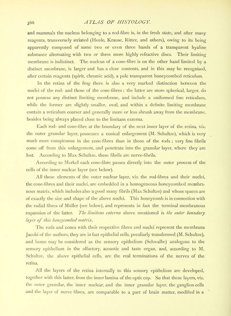 and mammals the nucleus belonging to a rod-fibre is, in the fresh state, and after many reagents, transversely striated (Henle, Krause, Ritter, and others), owing to its being apparently composed of some two or even three bands of a transparent hyaline substance alternating with two or three more highly refractive discs. Their limiting membrane is indistinct. The nucleus of a cone-fibre is on the other hand limited by a distinct membrane, is larger and has a clear contents, and in this may be recognised, after certain reagents (spirit, chromic acid), a pale transparent honeycombed reticulum. In the retina of the frog there is also a very marked distinction between the nuclei of the rod- and those of the cone-fibres ; the latter are more spherical, larger, do not possess any distinct limiting membrane, and include a uniformed fine reticulum, while the former are slightly smaller, oval, and within a definite limiting membrane contain a reticulum coarser and generally more or less shrunk away from the membrane, besides being always placed close to the limitans externa. Each rod- and cone-fibre at the boundary of the next inner layer of the retina, viz. the outer granular layer, possesses a conical enlargement (M. Schultze), which is very much more conspicuous in the cone-fibres than in those of the rods ; very fine fibrils come off from this enlargement, and penetrate into the granular layer, where they are lost. According to Max Schultze, these fibrils are nerve-fibrils. According to Merkel each cone-fibre passes directly into the outer process of the cells of the inner nuclear layer (see below). All these elements of the outer nuclear layer, viz. the rod-fibres and their nuclei, the cone-fibres and their nuclei, are embedded in a homogeneous honeycombed membra- nous matrix, which includes also a good many fibrils (Max Schultze) and whose spaces are of exactly the size and shape of the above nuclei. This honeycomb is in connection with the radial fibres of Muller (see below), and represents in fact the terminal membranous expansion of the latter. The limitans externa above mentioned is the outer bottndary layer of this honeyco7nbed matrix. The rods and cones with their respective fibres and nuclei represent the membrana Jacobi of the authors, they are in fact epithelial cells, peculiarly transformed (M. Schultze), and hence may be considered as the sensory epithelium (Schwalbe) analogous to the sensory epithelium in the olfactory, acoustic and taste organ, and, according to M. Schultze, the above epithelial cells, are the real terminations of the nerves of the retina. All the layers of the retina internally to this sensory epithelium are developed, together with this latter, from the inner lamina of the optic cup. So that these layers, viz. the outer granular, the inner nuclear, and the inner granular layer, the ganglion-cells and the layer of nerve fibres, are comparable to a part of brain matter, modified in a