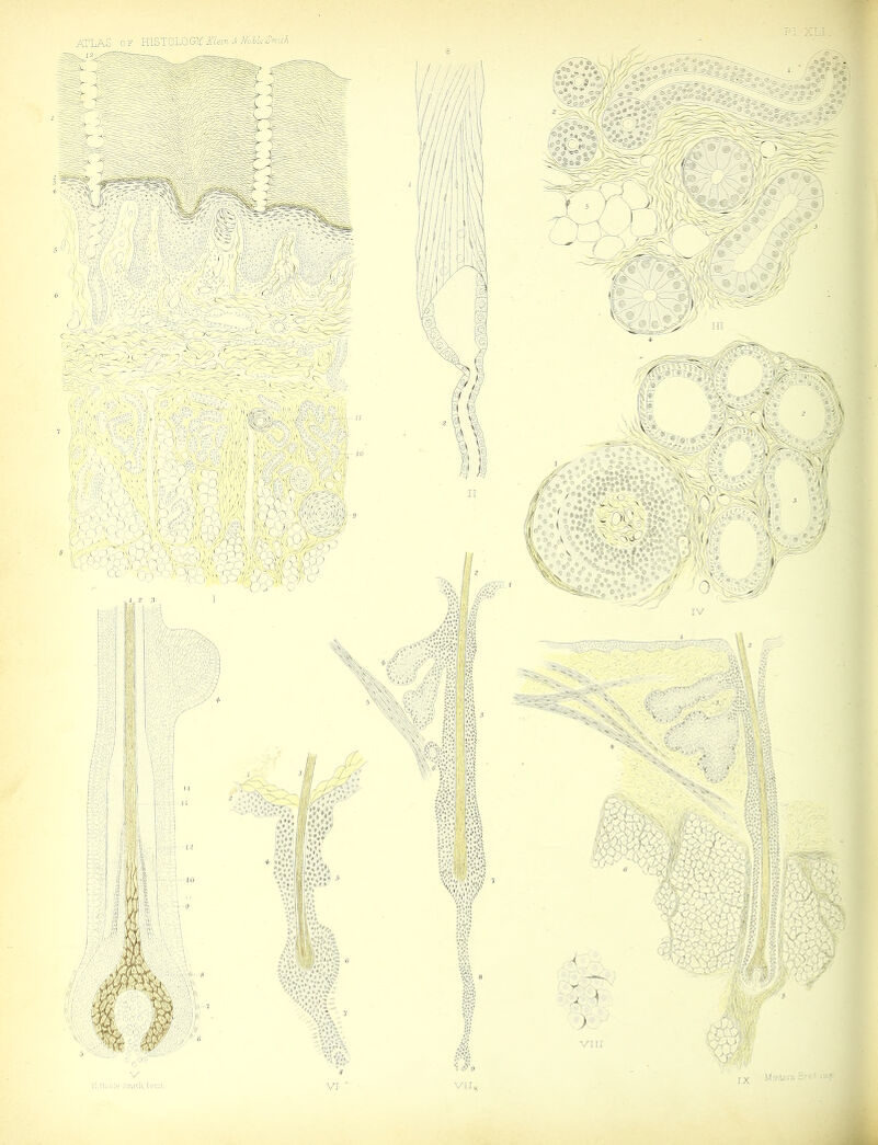 ATLAS OF HISTOLOGYA/iin of ■ 11 VI ' VII... ®/* **»> T CSJA;'-'‘*9B»®n .s ' *»«»»*'LAf^\VY.»iL!»a •'I V#S&?S^',‘ 5^ o%\ ®9 * L'8,9® 9 X® ^ S'’4® ®® j ^0 ft ^ . S' tt ®»a Hr Q (Sf o /Afi“4 ?,%»(».15;t!H',««> 5<.'.'rM VIII Mmlern. Bros nop