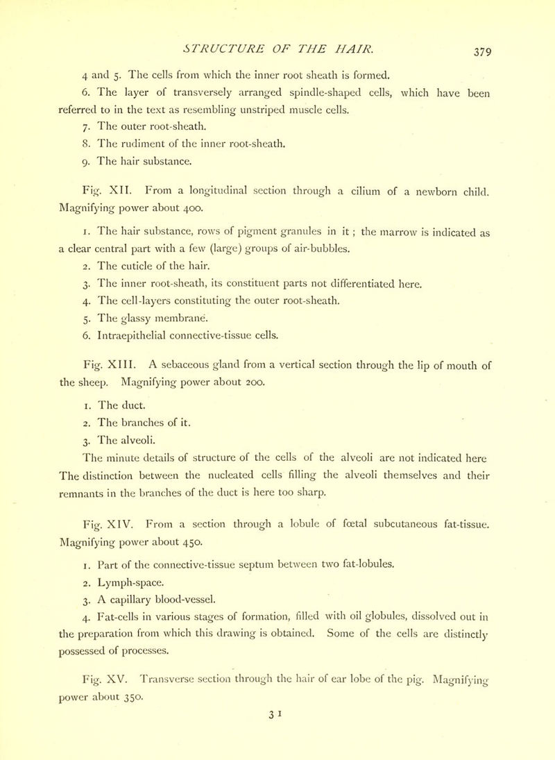 4 and 5. The cells from which the inner root sheath is formed. 6. The layer of transversely arranged spindle-shaped cells, which have been referred to in the text as resembling unstriped muscle cells. 7. The outer root-sheath. 8. The rudiment of the inner root-sheath. 9. The hair substance. Fig. XII. From a longitudinal section through a cilium of a newborn child. Magnifying power about 400. 1. The hair substance, rows of pigment granules in it ; the marrow is indicated as a clear central part with a few (large) groups of air-bubbles. 2. The cuticle of the hair. 3. The inner root-sheath, its constituent parts not differentiated here. 4. The cell-layers constituting the outer root-sheath. 5. The glassy membrane. 6. Intraepithelial connective-tissue cells. Fig. XIII. A sebaceous gland from a vertical section through the lip of mouth of the sheep. Magnifying power about 200. 1. The duct. 2. The branches of it. 3. The alveoli. The minute details of structure of the cells of the alveoli are not indicated here The distinction between the nucleated cells filling the alveoli themselves and their remnants in the branches of the duct is here too sharp. Fig. XIV. From a section through a lobule of foetal subcutaneous fat-tissue. Magnifying power about 450. 1. Part of the connective-tissue septum between two fat-lobules. 2. Lymph-space. 3. A capillary blood-vessel. 4. Fat-cells in various stages of formation, filled with oil globules, dissolved out in the preparation from which this drawing is obtained. Some of the cells are distinctl}^ possessed of processes. Fig. XV. Transverse section through the hair of ear lobe of the pig. Magnifying- power about 350. 3 I