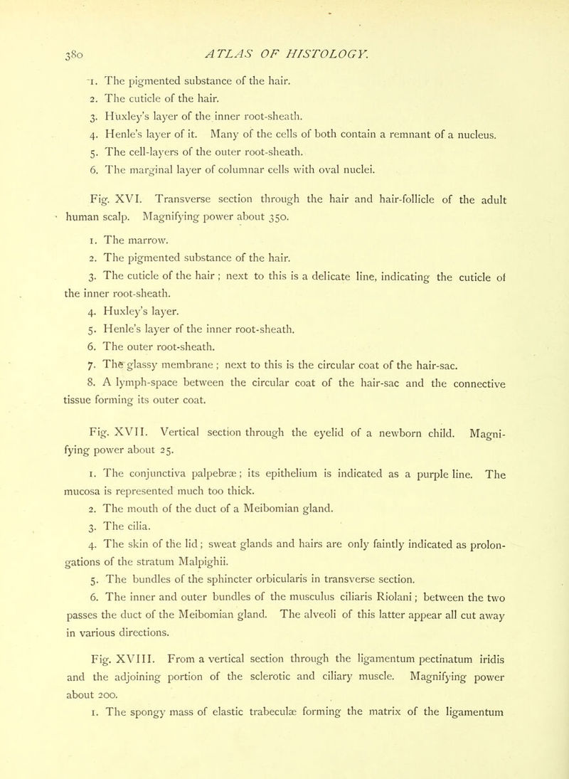 ‘I. The pigmented substance of the hair. 2. The cuticle of the hair. 3. Huxley’s layer of the inner root-sheath. 4. Henle’s layer of it. Many of the cells of both contain a remnant of a nucleus. 5. The cell-layers of the outer root-sheath. 6. The marginal layer of columnar cells with oval nuclei. Fig. XVI. Transverse section through the hair and hair-follicle of the adult ’ human scalp. Magnifying power about 350. 1. The marrow. 2. The pigmented substance of the hair. 3. The cuticle of the hair ; next to this is a delicate line, indicating the cuticle of the inner root-sheath. 4. Huxley’s layer. 5. Henle’s layer of the inner root-sheath. 6. The outer root-sheath. 7. The glassy membrane ; next to this is the circular coat of the hair-sac. 8. A lymph-space between the circular coat of the hair-sac and the connective tissue forming its outer coat. Fig. XVII. Vertical section through the eyelid of a newborn child. Magni- fying power about 25. 1. The conjunctiva palpebrae; its epithelium is indicated as a purple line. The mucosa is represented much too thick. 2. The mouth of the duct of a Meibomian gland. 3. The cilia. 4. The skin of the lid; sweat glands and hairs are only faintly indicated as prolon- gations of the stratum Malpighii. 5. The bundles of the sphincter orbicularis in transverse section. 6. The inner and outer bundles of the musculus ciliaris Riolani; between the two passes the duct of the Meibomian gland. The alveoli of this latter appear all cut away in various directions. Fig. XVI11. From a vertical section through the ligamentum pectinatum iridis and the adjoining portion of the sclerotic and ciliary muscle. Magnifying power about 200. I. The spongy mass of elastic trabeculae forming the matrix of the ligamentum