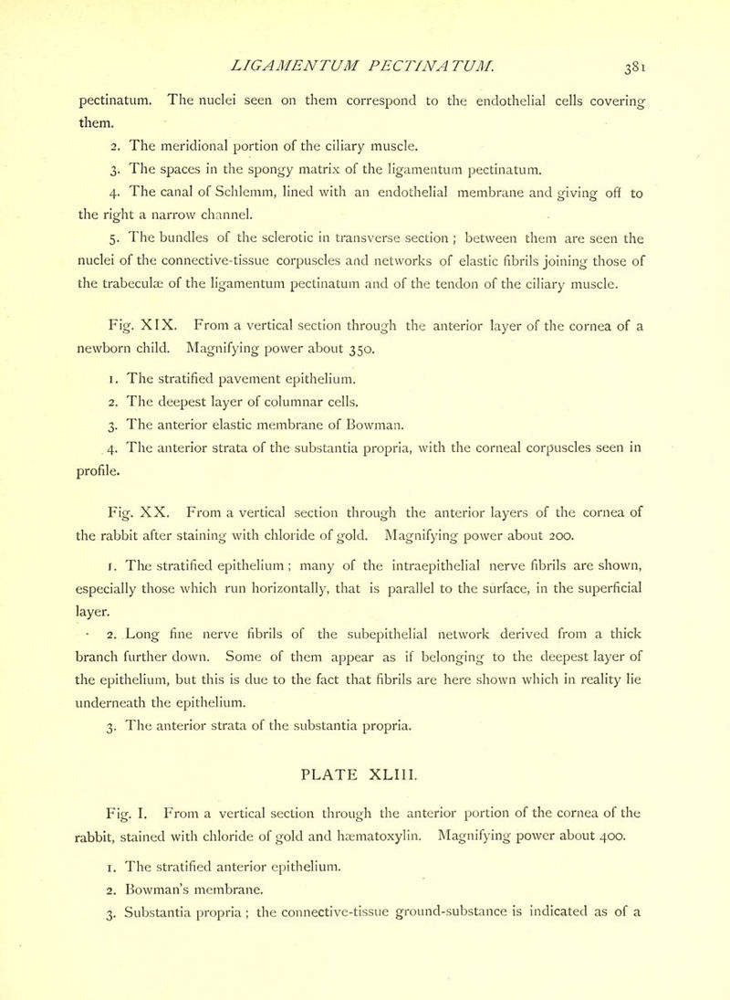 pectinatum. The nuclei seen on them correspond to the endothelial cells covering them, 2. The meridional portion of the ciliary muscle. 3. The spaces in the spongy matrix of the ligamentum pectinatum. 4. The canal of Schlemm, lined with an endothelial membrane and giving off to the right a narrow channel. 5. The bundles of the sclerotic in transverse section ; between them are seen the nuclei of the connective-tissue corpuscles and networks of elastic fibrils joining those of the trabeculae of the ligamentum pectinatum and of the tendon of the ciliary muscle. Fig. XIX. From a vertical section through the anterior layer of the cornea of a newborn child. Magnifying power about 350. 1. The stratified pavement epithelium. 2. The deepest layer of columnar cells. 3. The anterior elastic membrane of Bowman. 4. The anterior strata of the substantia propria, with the corneal corpuscles seen in profile. Fig. XX. From a vertical section through the anterior layers of the cornea of the rabbit after staining with chloride of gold. Magnifying power about 200. 1. The stratified epithelium; many of the intraepithelial nerve fibrils are shown, especially those which run horizontally, that is parallel to the surface, in the superficial layer, 2. Long fine nerve fibrils of the subepithelial network derived from a thick branch further down. Some of them appear as if belonging to the deepest layer of the epithelium, but this is due to the fact that fibrils are here shown which in reality lie underneath the epithelium. 3. The anterior strata of the substantia propria. PLATE XLIII. Fig. I. From a vertical section through the anterior portion of the cornea of the rabbit, stained with chloride of gold and hsematoxylin. Magnifying power about 400. 1. The stratified anterior epithelium. 2. Bowman’s membrane. 3. Substantia propria ; the connective-tissue ground-substance is indicated as of a