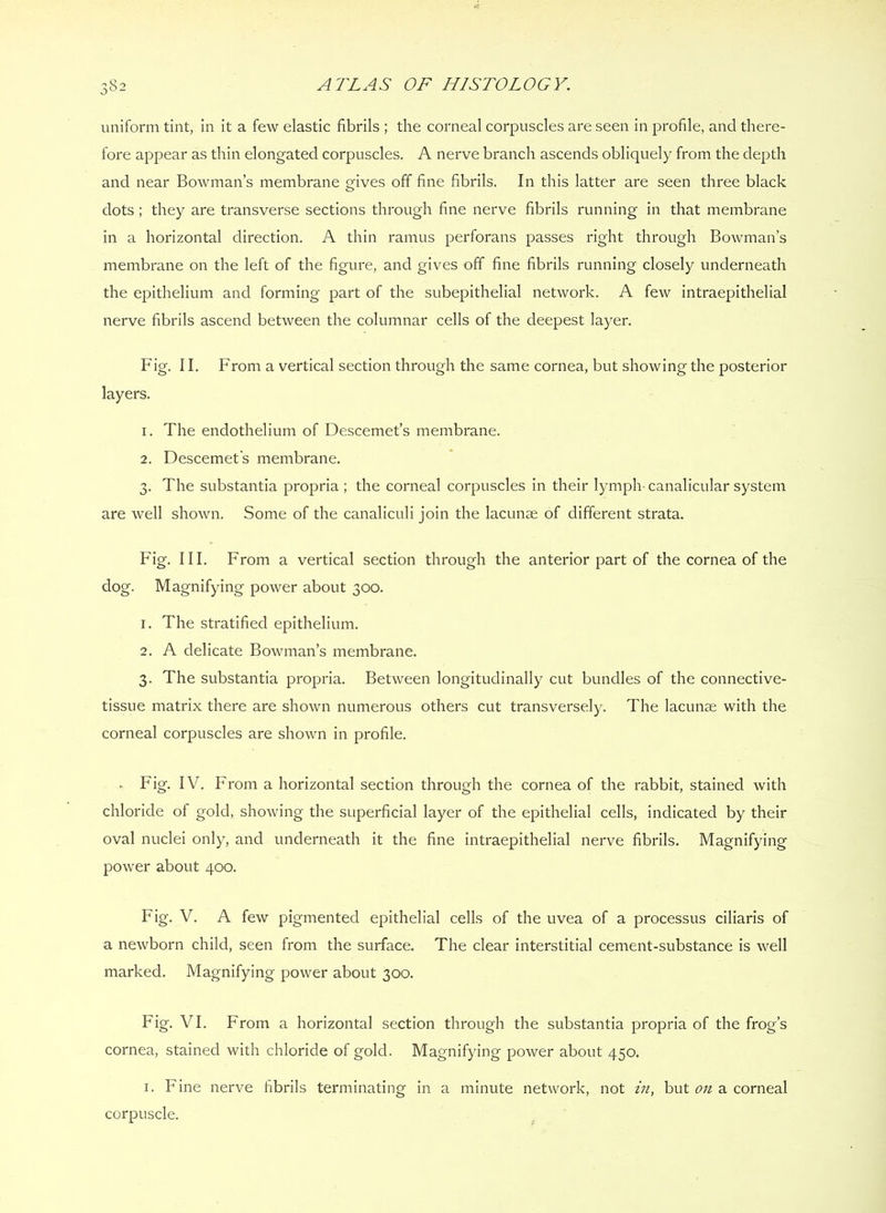 uniform tint, in it a few elastic fibrils ; the corneal corpuscles are seen in profile, and there- fore appear as thin elongated corpuscles. A nerve branch ascends obliquely from the depth and near Bowman’s membrane gives off fine fibrils. In this latter are seen three black dots; they are transverse sections through fine nerve fibrils running in that membrane in a horizontal direction. A thin ramus perforans passes right through Bowman’s membrane on the left of the figure, and gives off fine fibrils running closely underneath the epithelium and forming part of the subepithelial network. A few intraepithelial nerve fibrils ascend between the columnar cells of the deepest layer. Fig. II. From a vertical section through the same cornea, but showing the posterior layers. 1. The endothelium of Descemet’s membrane. 2. Descemet's membrane. 3. The substantia propria ; the corneal corpuscles in their lymph-canalicular system are well shown. Some of the canaliculi join the lacunae of different strata. Fig. III. From a vertical section through the anterior part of the cornea of the dog. Magnifying power about 300. 1. The stratified epithelium. 2. A delicate Bowman’s membrane. 3. The substantia propria. Between longitudinally cut bundles of the connective- tissue matrix there are shown numerous others cut transversely. The lacunae with the corneal corpuscles are shown in profile. ^ Fig. IV. From a horizontal section through the cornea of the rabbit, stained with chloride of gold, showing the superficial layer of the epithelial cells, indicated by their oval nuclei only, and underneath it the fine intraepithelial nerve fibrils. Magnifying power about 400. Fig. V. A few pigmented epithelial cells of the uvea of a processus ciliaris of a newborn child, seen from the surface. The clear interstitial cement-substance is well marked. Magnifying power about 300. Fig. VI. From a horizontal section through the substantia propria of the frog’s cornea, stained with chloride of gold. Magnifying power about 450. I. Fine nerve fibrils terminating in a minute network, not in, but on a corneal corpuscle.