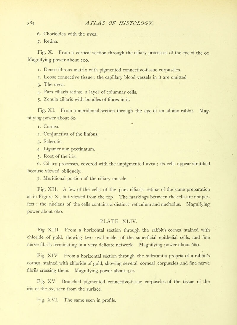 6. Chorioidea with the uvea. 7. Retina. Fig. X. From a vertical section through the ciliary processes of the eye of the ox. Magnifying power about 200. 1. Dense fibrous matrix with pigmented connective-tissue corpuscles, 2. Loose connective tissue ; the capillary blood-vessels in it are omitted. 3. The uvea. 4. Pars ciliaris retinae, a layer of columnar cells. 5. Zonula ciliaris with bundles of fibres in it. Fig. XI. From a meridional section through the eye of an albino rabbit. Mag- nifying power about 60. 1. Cornea. 2. Conjunctiva of the limbus. 3. Sclerotic, 4. Ligamentum pectinatum. 5. Root of the iris. 6. Ciliary processes, covered with the unpigmented uvea ; its cells appear stratified because viewed obliquely. 7. Meridional portion of the ciliary muscle. Fig. XII. A few of the cells of the pars ciliaris retinae of the same preparation as in Figure X., but viewed from the top. The markings between the cells are not per- fect ; the nucleus of the cells contains a distinct reticulum and nucleolus. Magnifying power about 660. PLATE XLIV. Fig. XIII. From a horizontal section through the rabbit’s cornea, stained with chloride of gold, showing two oval nuclei of the superficial epithelial cells, and fine nerve fibrils terminating in a very delicate network. Magnifying power about 660. Fig. XIV. From a horizontal section through the substantia propria of a rabbit’s cornea, stained with chloride of gold, showing several corneal corpuscles and fine nerve fibrils crossing them. Magnifying power about 450. Fig. XV. Branched pigmented connective-tissue corpuscles of the tissue of the iris of the ox, seen from the surface. Fig. XVI. The same seen in profile.