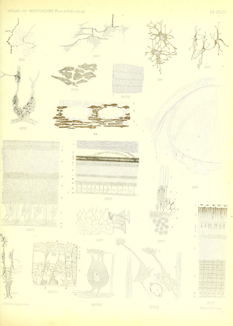 OF JXTLiAS HISTOLOGY^ Klein 8:Nohle Snvith. Pi.XLYZ ij. NolAe STcdtli, fpcii. xxyrii XICX MmreniBrc'5 ir.-p XX [X