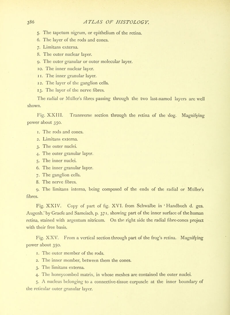 5. The tapetum nigrum, or epithelium of the retina. 6. The layer of the rods and cones. 7. Limitans externa. 8. The outer nuclear layer. 9. The outer granular or outer molecular layer. 10. The inner nuclear layer. 11. The inner granular layer. 12. The layer of the ganglion cells. 13. The layer of the nerve fibres. The radial or Muller’s fibres passing through the two last-named layers are well shown. Fig. XXIII. Transverse section through the retina of the dog. Magnifying power about 350. 1. The rods and cones. 2. Limitans externa. 3. The outer nuclei. 4. The outer granular layer. 5. The inner nuclei. 6. The inner granular layer. 7. The ganglion cells. 8. The nerve fibres. 9. The limitans interna, being composed of the ends of the radial or Muller’s fibres. Fig. XXIV. Copy of part of fig. XVL from Schwalbe in ‘ Handbuch d. ges. Augenh.’ by Graefe and Sameisch, p. 371, showing part of the inner surface of the human retina, stained with argentum nitricum. On the right side the radial fibre-cones project with their free basis. Fig. XXV. From a vertical section through part of the frog’s retina. Magnifying power about 350. 1. The outer member of the rods, 2. The inner member, between them the cones. 3. The limitans externa. 4. The honeycombed matrix, in whose meshes are contained the outer nuclei. 5. A nucleus belonging to a connective-tissue corpuscle at the inner boundary of the reticular outer granular layer.