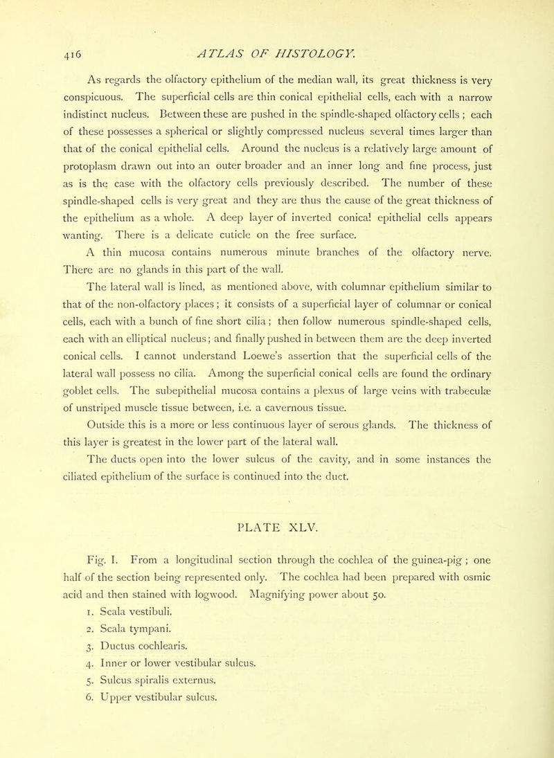 As regards the olfactory epithelium of the median wall, its great thickness is very conspicuous. The superficial cells are thin conical epithelial cells, each with a narrow indistinct nucleus. Between these are pushed in the spindle-shaped olfactory cells ; each of these possesses a spherical or slightly compressed nucleus several times larger than that of the conical epithelial cells. Around the nucleus is a relatively large amount of protoplasm drawn out into an outer broader and an inner long and fine process, just as is the case with the olfactory cells previously described. The number of these spindle-shaped cells is very great and they are thus the cause of the great thickness of the epithelium as a whole. A deep layer of inverted conical epithelial cells appears wanting. There is a delicate cuticle on the free surface. A thin mucosa contains numerous minute branches of the olfactory nerve. There are no glands in this part of the wall. The lateral wall is lined, as mentioned above, with columnar epithelium similar to that of the non-olfactory places ; it consists of a superficial layer of columnar or conical cells, each with a bunch of fine short cilia; then follow numerous spindle-shajDed cells, each with an elliptical nucleus; and finally pushed in between them are the deep inverted conical cells. I cannot understand Loewe’s assertion that the superficial cells of the lateral wall possess no cilia. Among the superficial conical cells are found the ordinary goblet cells. The subepithelial mucosa contains a plexus of large veins with trabeculae of unstriped muscle tissue between, i.e. a cavernous tissue. Outside this is a more or less continuous layer of serous glands. The thickness of this layer is greatest in the lower part of the lateral wall. The ducts open into the lower sulcus of the cavity, and in some instances the ciliated epithelium of the surface is continued into the duct. PLATE XLV. Fig. I. From a longitudinal section through the cochlea of the guinea-pig ; one half of the section being represented only. The cochlea had been prepared with osmic acid and then stained with logwood. Magnifying power about 50. 1. Scala vestibuli. 2. Scala tympani. 3. Ductus cochlearis. 4. Inner or lower vestibular sulcus. 5. Sulcus spiralis externus. 6. Upper vestibular sulcus.
