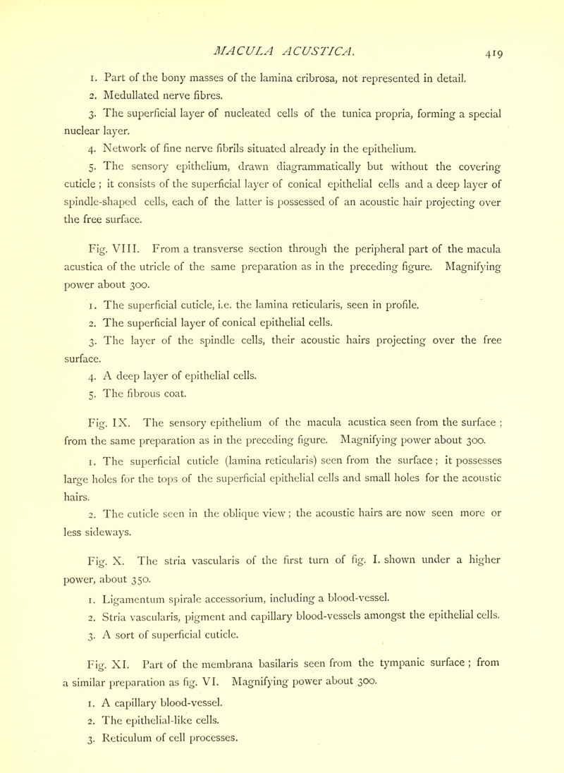 MACULA ACUSTICA. 1. Part of the bony masses of the lamina cribrosa, not represented in detail. 2. Medullated nerve fibres. 3. The superficial layer of nucleated cells of the tunica propria, forming a special nuclear layer. 4. Network of fine nerve fibrils situated already in the epithelium. 5. The sensory epithelium, drawn diagrammatically but without the covering cuticle ; it consists of the superficial layer of conical epithelial cells and a deep layer of spindle-shaped cells, each of the latter is possessed of an acoustic hair projecting over the free surface. Fig. VIII, From a transverse section through the peripheral part of the macula acustica of the utricle of the same preparation as In the preceding figure. Magnifying power about 300. 1. The superficial cuticle, I.e. the lamina reticularis, seen in profile. 2. The superficial layer of conical epithelial cells. 3. The layer of the spindle cells, their acoustic hairs projecting over the free surface. 4. A deep layer of epithelial cells. 5. The fibrous coat. Fig. IX, The sensory epithelium of the macula acustica seen from the surface ; from the same preparation as in the preceding figure. Magnifying power about 300. 1. The superficial cuticle (lamina reticularis) seen from the surface; it possesses large holes for the tops of the superficial epithelial cells and small holes for the acoustic hairs. 2. The cuticle seen in the oblique view; the acoustic hairs are now seen more or less sideways. Fig. X. The stria vascularis of the first turn of fig. I. shown under a higher power, about 350. 1. Ligamentum spirale accessorium. Including a blood-vessel. 2. Stria vascularis, pigment and capillary blood-vessels amongst the epithelial cells. 3. A sort of superficial cuticle. Fig. XL Part of the membrana basllaris seen from the tympanic surface ; from a similar preparation as fig. VI. Magnifying power about 300. 1. A capillary blood-vessel. 2. The epithelial-like cells, 3. Reticulum of cell processes.