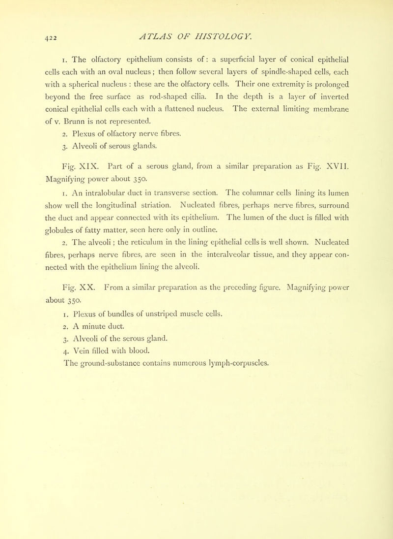 1. The olfactory epithelium consists of; a superficial layer of conical epithelial cells each with an oval nucleus; then follow several layers of spindle-shaped cells, each with a spherical nucleus : these are the olfactory cells. Their one extremity is prolonged beyond the free surface as rod-shaped cilia. In the depth is a layer of inverted conical epithelial cells each with a flattened nucleus. The external limiting membrane of V. Brunn is not represented. 2. Plexus of olfactory nerve fibres. 3. Alveoli of serous glands. Fig. XIX. Part of a serous gland, from a similar preparation as Fig. XVII. Magnifying power about 350. 1. An intralobular duct in transverse section. The columnar cells lining its lumen show well the longitudinal striation. Nucleated fibres, perhaps nerve fibres, surround the duct and appear connected with its epithelium. The lumen of the duct is filled with globules of fatty matter, seen here only in outline. 2. The alveoli; the reticulum in the lining epithelial cells is well shown. Nucleated fibres, perhaps nerve fibres, are seen in the interalveolar tissue, and they appear con- nected with the epithelium lining the alveoli. Fig. XX. From a similar preparation as the preceding figure. Magnifying power about 350. 1. Plexus of bundles of unstriped muscle cells. 2. A minute duct. 3. Alveoli of the serous gland. 4. Vein filled with blood. The ground-substance contains numerous lymph-corpuscles.