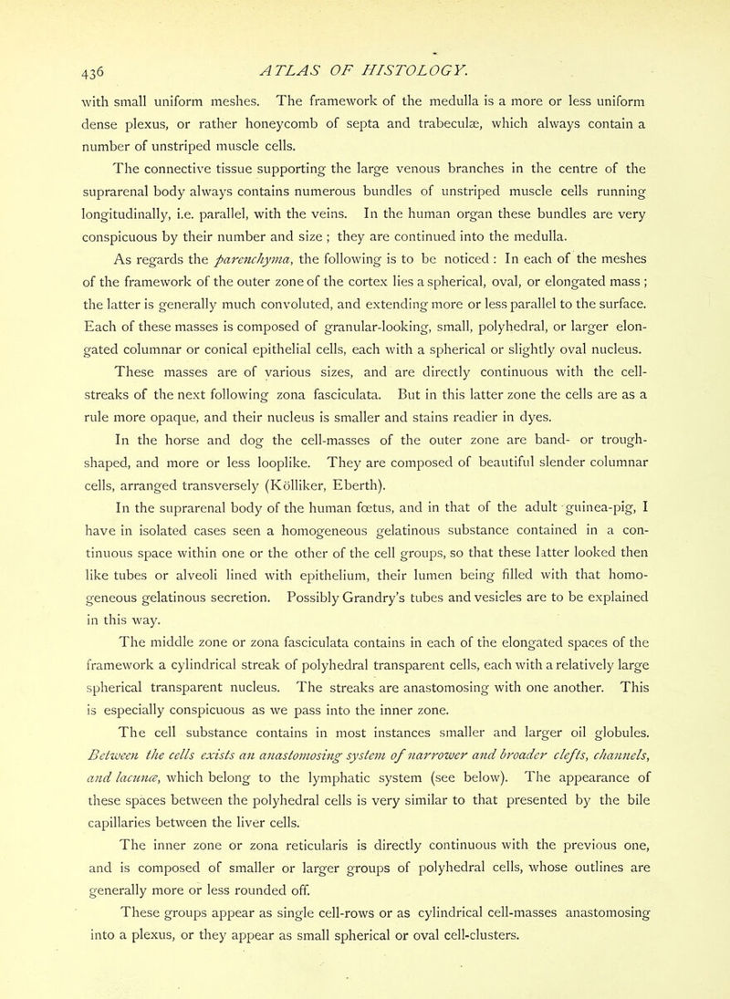with small uniform meshes. The framework of the medulla is a more or less uniform dense plexus, or rather honeycomb of septa and trabeculae, which always contain a number of unstriped muscle cells. The connectiv^e tissue supporting the large venous branches in the centre of the suprarenal body always contains numerous bundles of unstriped muscle cells running longitudinally, i.e. parallel, with the veins. In the human organ these bundles are very conspicuous by their number and size ; they are continued into the medulla. As regards the parenchyma, the following is to be noticed : In each of the meshes of the framework of the outer zone of the cortex lies a spherical, oval, or elongated mass ; the latter is generally much convoluted, and extending more or less parallel to the surface. Each of these masses is composed of granular-looking, small, polyhedral, or larger elon- gated columnar or conical epithelial cells, each with a spherical or slightly oval nucleus. These masses are of various sizes, and are directly continuous with the cell- streaks of the next following zona fasciculata. But in this latter zone the cells are as a rule more opaque, and their nucleus is smaller and stains readier in dyes. In the horse and dog the cell-masses of the outer zone are band- or trough- shaped, and more or less looplike. They are composed of beautiful slender columnar cells, arranged transversely (Kolliker, Eberth). In the suprarenal body of the human foetus, and in that of the adult guinea-pig, I have in isolated cases seen a homogeneous gelatinous substance contained in a con- tinuous space within one or the other of the cell groups, so that these latter looked then like tubes or alveoli lined with epithelium, their lumen being filled with that homo- geneous gelatinous secretion. Possibly Grandry’s tubes and vesicles are to be explained in this way. The middle zone or zona fasciculata contains in each of the elongated spaces of the framework a cylindrical streak of polyhedral transparent cells, each with a relatively large spherical transparent nucleus. The streaks are anastomosing with one another. This is especially conspicuous as we pass into the inner zone. The cell substance contains in most instances smaller and larger oil globules. Between the cells exists an anastomosing system of narrower and broader clefts, channels, anid lacunce, which belong to the lymphatic system (see below). The appearance of these spaces between the polyhedral cells is very similar to that presented by the bile capillaries between the liver cells. The inner zone or zona reticularis is directly continuous with the previous one, and is composed of smaller or larger groups of polyhedral cells, whose outlines are generally more or less rounded off. These groups appear as single cell-rows or as cylindrical cell-masses anastomosing into a plexus, or they appear as small spherical or oval cell-clusters.