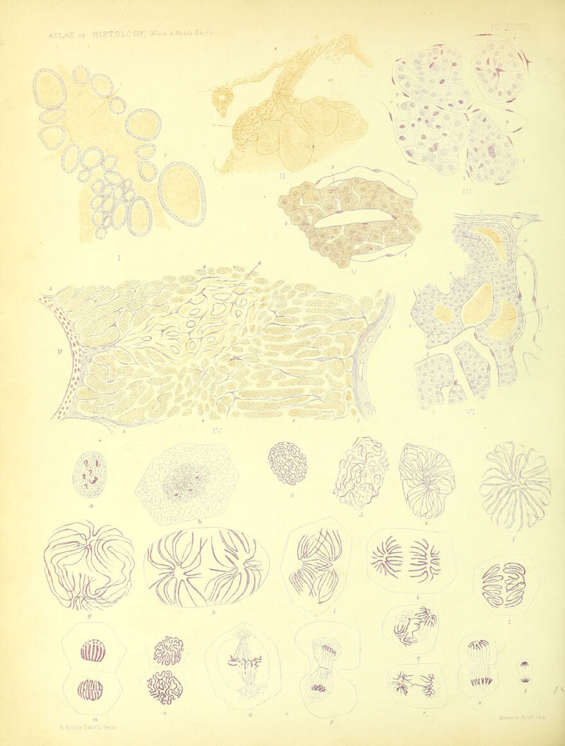 Pl.XLV^. ATLAS OF HISTOLO GT, • Klein Noble Snutli