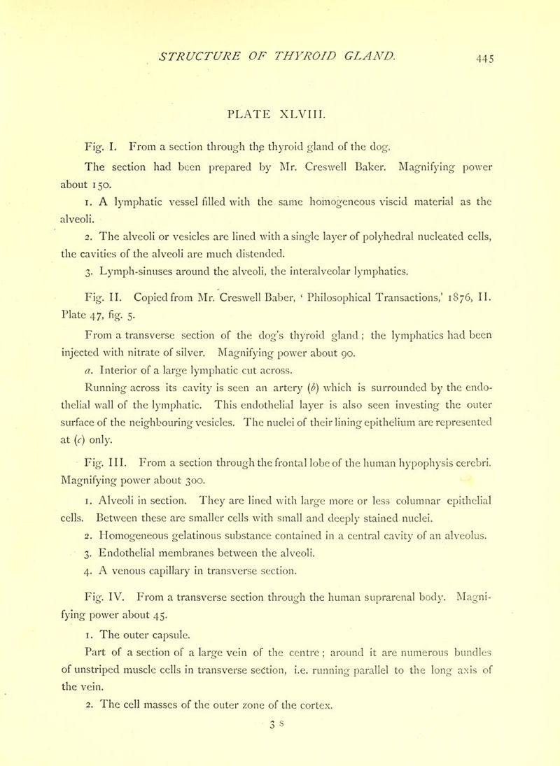 STRUCTURE OF THYROID GLAND. PLATE XLVIII. Fig. I. From a section through thp thyroid gland of the dog. The section had been prepared by Mr. Creswell Baker. Magnifying power about 150. 1. A lymphatic vessel filled with the same homogeneous viscid material as the alveoli. 2. The alveoli or vesicles are lined with a single layer of polyhedral nucleated cells, the cavities of the alveoli are much distended. 3. Lymph-sinuses around the alveoli, the interalveolar lymphatics. Fig. II. Copied from Mr. Creswell Baber, ‘ Philosophical Transactions,’ 1876, II. Plate 47, fig. 5. From a transverse section of the dog’s thyroid gland ; the lymphatics had been injected with nitrate of silver. Magnifying power about 90. a. Interior of a large lymphatic cut across. Running across its cavity is seen an artery (^) which is surrounded by the endo- thelial wall of the lymphatic. This endothelial layer is also seen investing the outer surface of the neighbouring vesicles. The nuclei of their lining epithelium are represented at (r) only. Fig. III. From a section through the frontal lobe of the human hypophysis cerebri. Magnifying power about 300. 1. Alveoli In section. They are lined with large more or less columnar epithelial cells. Between these are smaller cells with small and deeply stained nuclei. 2. Homogeneous gelatinous substance contained in a central cavity of an alveolus. 3. Endothelial membranes between the alveoli. 4. A venous capillary in transverse section. Fig. IV. From a transverse section through the human suprarenal body. Magni- fying power about 45. 1. The outer capsule. Part of a section of a large vein of the centre ; around it are numerous bundles of unstriped mmscle cells in transverse sedtion, i.e. running parallel to the long axis of the vein. 2. The cell masses of the outer zone of the cortex. 3 s