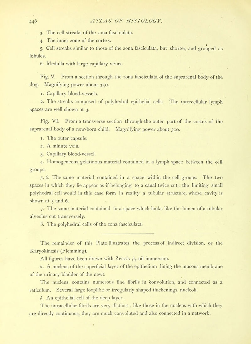 shorter, and grouped as Fig. V. From a section through the zona fasciculata of the suprarenal body of the dog. Magnifying power about 350. 1. Capillary blood-vessels. 2. The streaks composed of polyhedral epithelial cells. The intercellular lymph spaces are well shown at 3. Fig. VI. From a transverse section through the outer part of the cortex of the suprarenal body of a new-born child. Magnifying power about 300. 1. The outer capsule. 2. A minute vein. 3. Capillary blood-vessel. 4. Homogeneous gelatinous material contained in a lymph space between the cell groups. 5. 6. The same material contained in a space within the cell groups. The two spaces in which they lie appear as if belonging to a canal twice cut; the limiting small polyhedral cell would in this case form in reality a tubular structure, whose cavity is shown at 5 and 6. 7. The same material contained in a space which looks like the lumen of a tubular alveolus cut transversely. 8. The polyhedral cells of the zona fasciculata. The remainder of this Plate illustrates the process of indirect division, or the Karyokinesis (Flemming). All figures have been drawn with Zeiss’s oil immersion. a. A nucleus of the superficial layer of the epithelium lining the mucous membrane of the urinary bladder of the newt. The nucleus contains numerous fine fibrils in convolution, and connected as a reticulum. Several large looplike or irregularly shaped thickenings, nucleoli. b. An epithelial cell of the deep layer. The intracellular fibrils are very distinct; like those in the nucleus with which they are directly continuous, they are much convoluted and also connected in a network. 446 ATLAS OF HISTOLOGY. 3. The cell streaks of the zona fasciculata. 4. The inner zone of the cortex. 5. Cell streaks similar to those of the zona fasciculata, but lobules. 6. Medulla with large capillary veins.