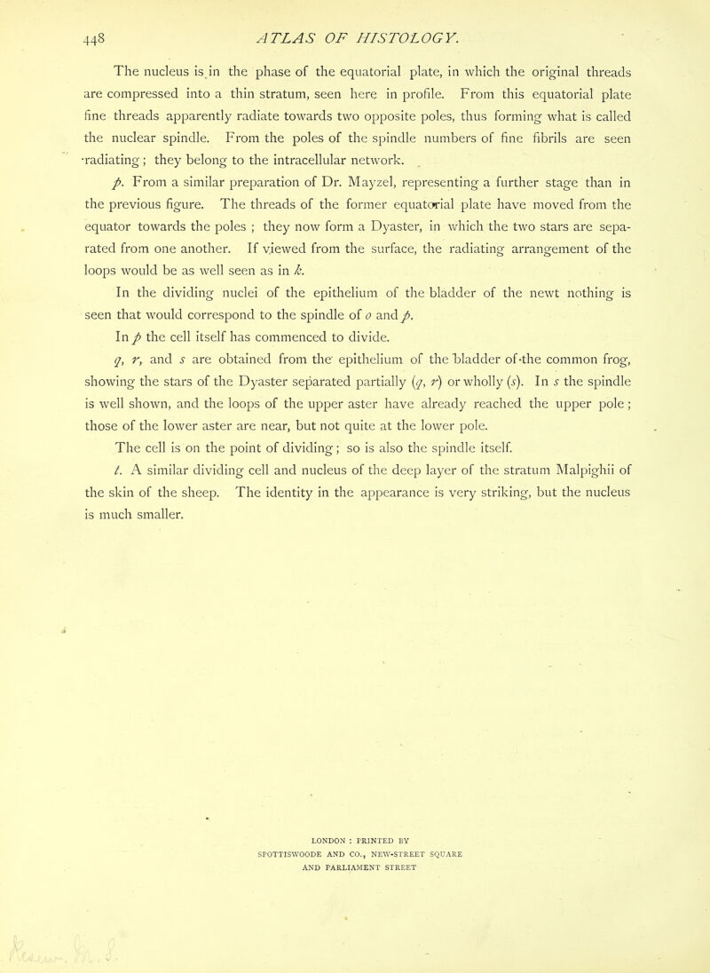 The nucleus is in the phase of the equatorial plate, in which the original threads are compressed into a thin stratum, seen here in profile. From this equatorial plate fine threads apparently radiate towards two opposite poles, thus forming what is called the nuclear spindle. From the poles of the spindle numbers of fine fibrils are seen •radiating; they belong to the intracellular network. p. From a similar preparation of Dr. Mayzel, representing a further stage than in the previous figure. The threads of the former equatorial plate have moved from the equator towards the poles ; they now form a Dyaster, in which the two stars are sepa- rated from one another. If viewed from the surface, the radiating arrangement of the loops would be as well seen as in k. In the dividing nuclei of the epithelium of the bladder of the newt nothing is seen that would correspond to the spindle of o and p. In p the cell itself has commenced to divide. r, and .y are obtained from the epithelium of the Fladder of-the common frog, showing the stars of the Dyaster separated partially (y, r) or wholly (s). In the s|3indle is well shown, and the loops of the upper aster have already reached the upper pole ; those of the lower aster are near, but not quite at the lower pole. The cell is on the point of dividing; so is also the spindle itself. I A similar dividing cell and nucleus of the deep layer of the stratum Malpighii of the skin of the sheep. The identity in the appearance is very striking, but the nucleus is much smaller. LONDON : PRINTED BY SPOTTISWOODE AND CO., NEW-STREET SQUARE AND PARLIAMENT STREET