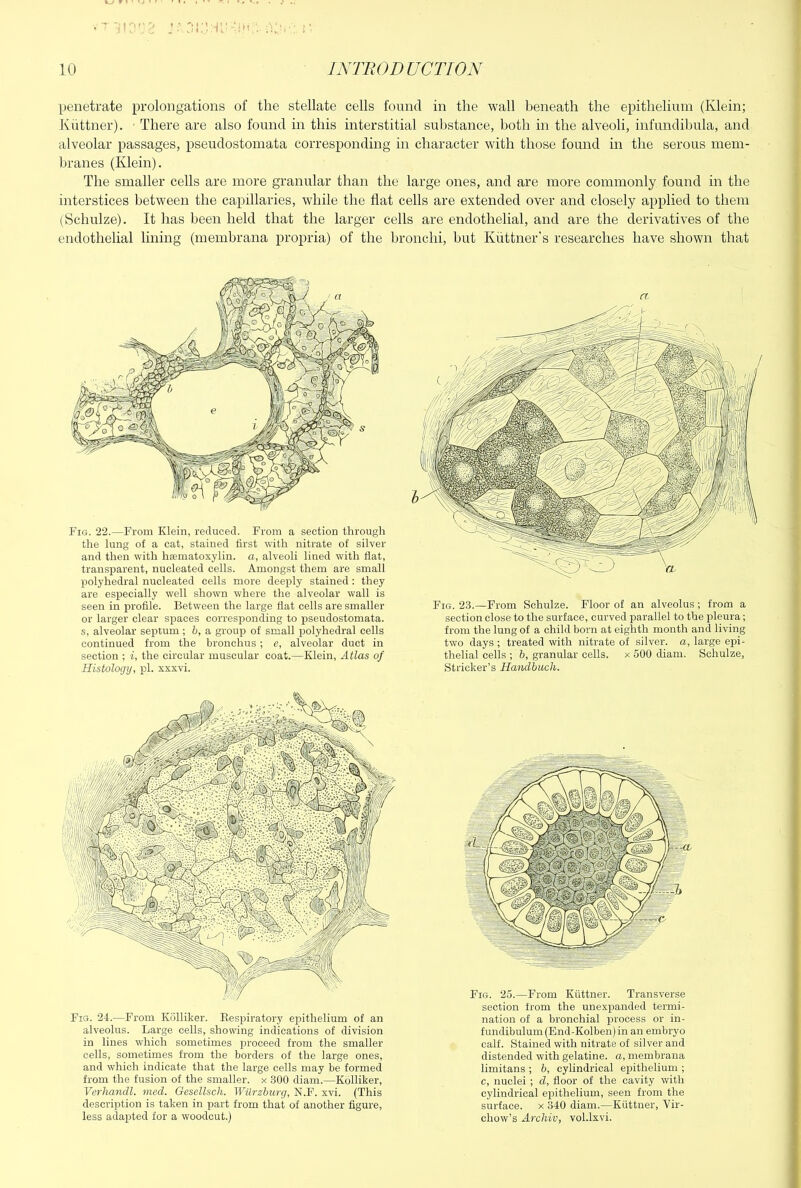 penetrate prolongations of the stellate cells found in the wall heneath the epithelium (Klein; Kuttner). There are also found in this interstitial substance, both in the alveoli, infundibula, and alveolar passages, pseudostomata corresponding in character with those found in the serous mem- branes (Klein). The smaller cells are more granular than the large ones, and are more commonly found in the interstices between the capillaries, while the flat cells are extended over and closely applied to them (Schulze). It has been held that the larger cells are endothelial, and are the derivatives of the endothelial lining (membrana propria) of the bronchi, but Kiittner’s researches have shown that Fig. 22.—From Klein, reduced. From a section through the lung of a cat, stained first with nitrate of silver and then with liEematoxylin. a, alveoli lined with flat, transparent, nucleated cells. Amongst them are small polyhedral nucleated cells more deeply stained : they are especially well shown where the alveolar wall is seen in profile. Between the large flat cells are smaller or larger clear spaces corresponding to pseudostomata, s, alveolar septum ; b, a group of small polyhedral cells continued from the bronchus; e, alveolar duct in section ; i, the circular muscular coat.—Klein, Atlas of Histology, pi. xxxvi. Fig. 23.—From Schulze. Floor of an alveolus; from a section close to the surface, curved parallel to the pleura; from the lung of a child born at eighth month and living two days; treated with nitrate of silver, a, large epi- thelial cells ; 6, granular cells, x 500 diam. Schulze, Strieker’s Handbuch. Fig. 24.—From Killliker. Eespiratory epithelium of an alveolus. Large cells, showing indications of division in lines which sometimes proceed from the smaller cells, sometimes from the borders of the large ones, and which indicate that the large cells may be formed from the fusion of the smaller, x 300 diam.—Kblliker, Verhandl. med. Gesellsch. Wilrzburg, N.F. xvi. (This description is taken in part from that of another figure, less adapted for a woodcut.) Fig. 25.—From Kuttner. Transverse section from the unexpanded termi- nation of a bronchial process or in- fundibulum (End-Kolben) in an embryo calf. Stained with nitrate of silver and distended with gelatine, a, membrana limitans ; b, cylindrical epithelium ; c, nuclei ; d, floor of the cavity with cylindrical epithelium, seen from the surface, x 340 diam.—Kuttner, Vir- chow’s Arcliiv, vol.lxvi.