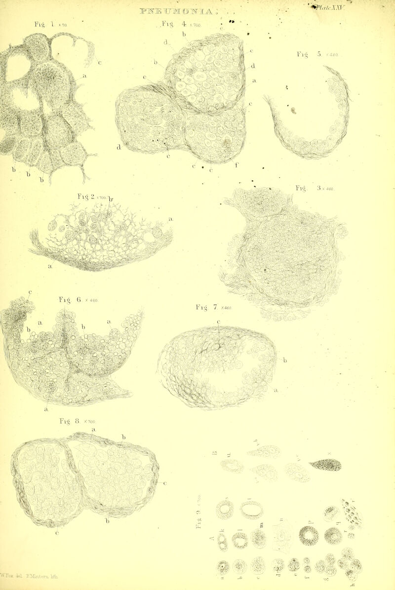 Fig, 1. i~.no. , F »,7oo. '). X460. X700 ¥m X460. fejAA Pig 8. X700. '^V.T'ox del !R.l\AirLt»;rrL lith.