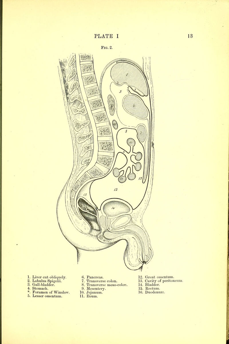 Fig. 2. 1. Liver cut obliquely. 6. Pancreas. 12. Great omentum. 2. Lobulus Spigelii. 7. Transverse colon. 13. Cavity of peritoneum. 3. Gall-bladder. 8. Transverse meso-colon. 14. Bladder. 4. Stomach. 9. Mesentery. 15. Rectum. *. Foramen of Winslow. 5. Lesser omentum. 10. Jejunum. 11. Ileum. 16. Duodenum.
